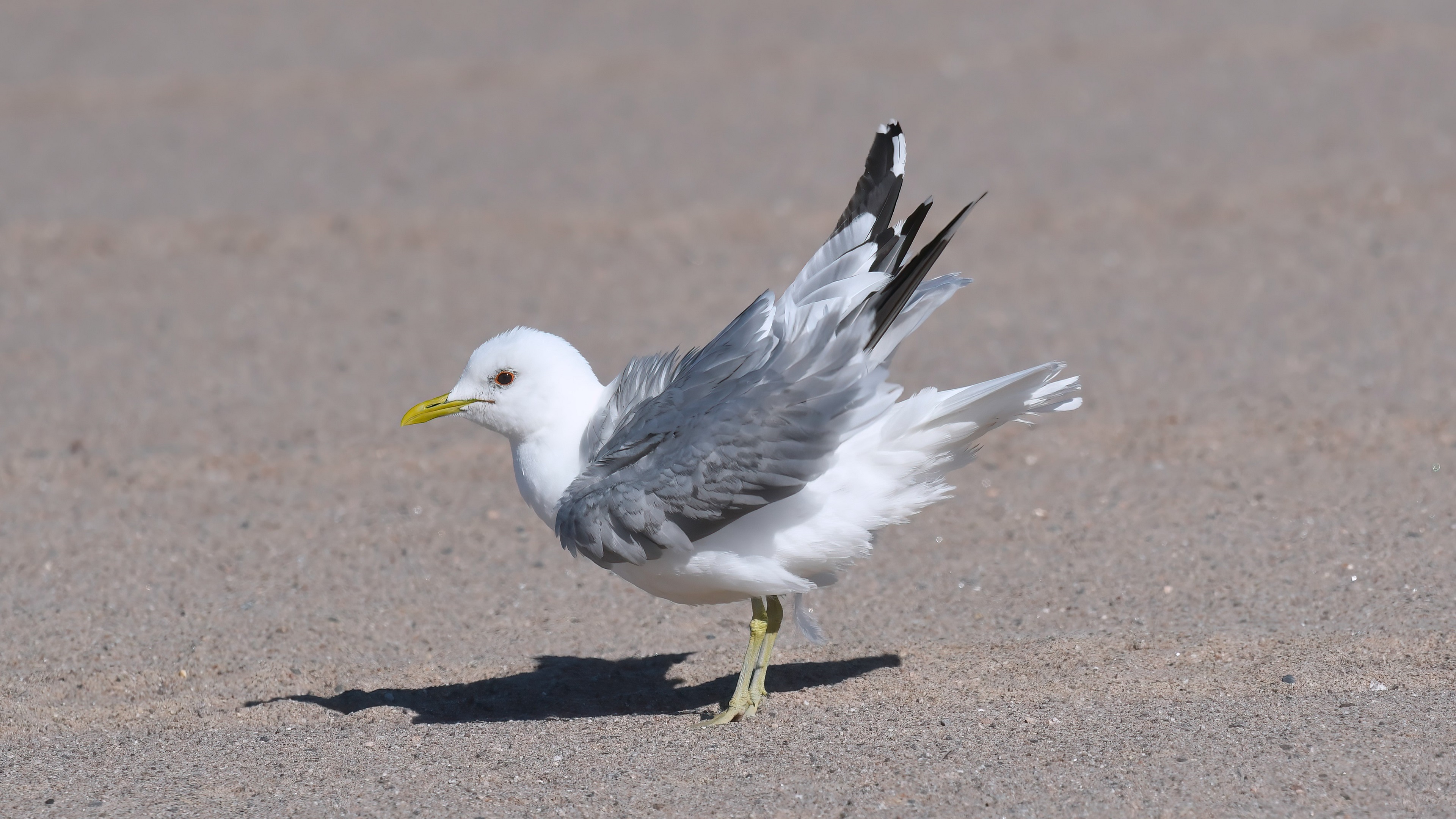 Mew Gull