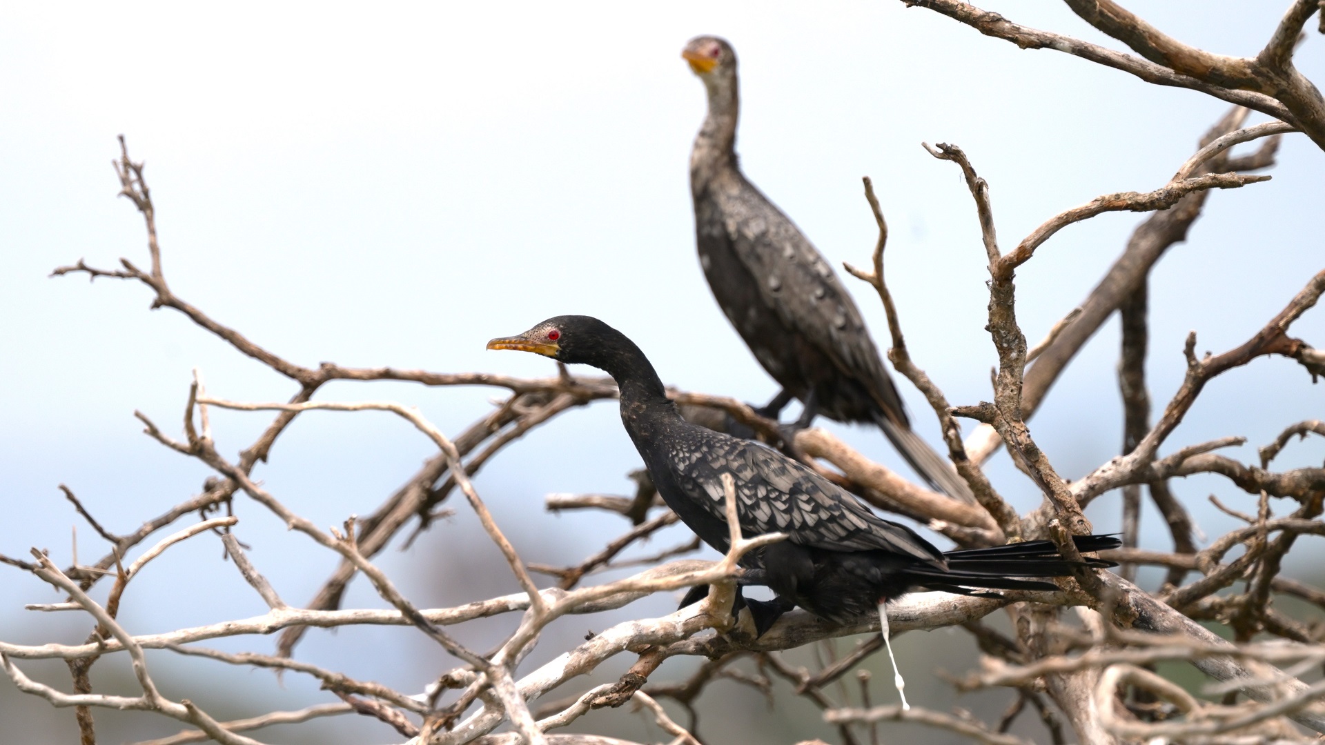 Long-tailed Cormorant