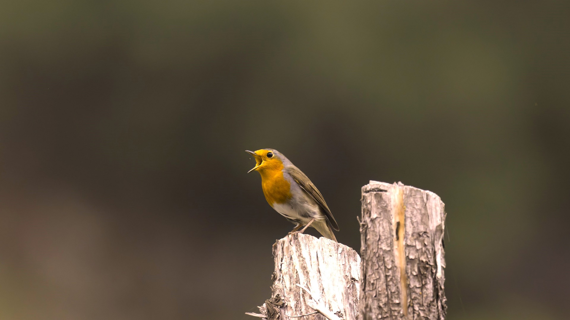 European Robin