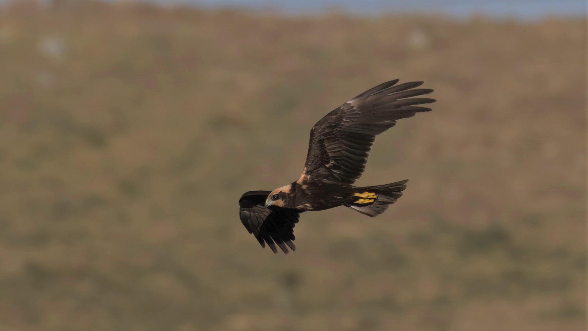Eurasian Marsh-Harrier