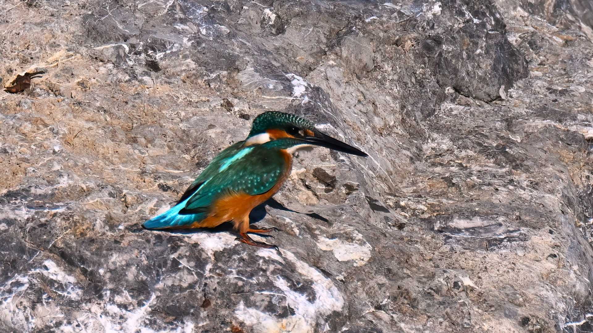 Common Kingfisher