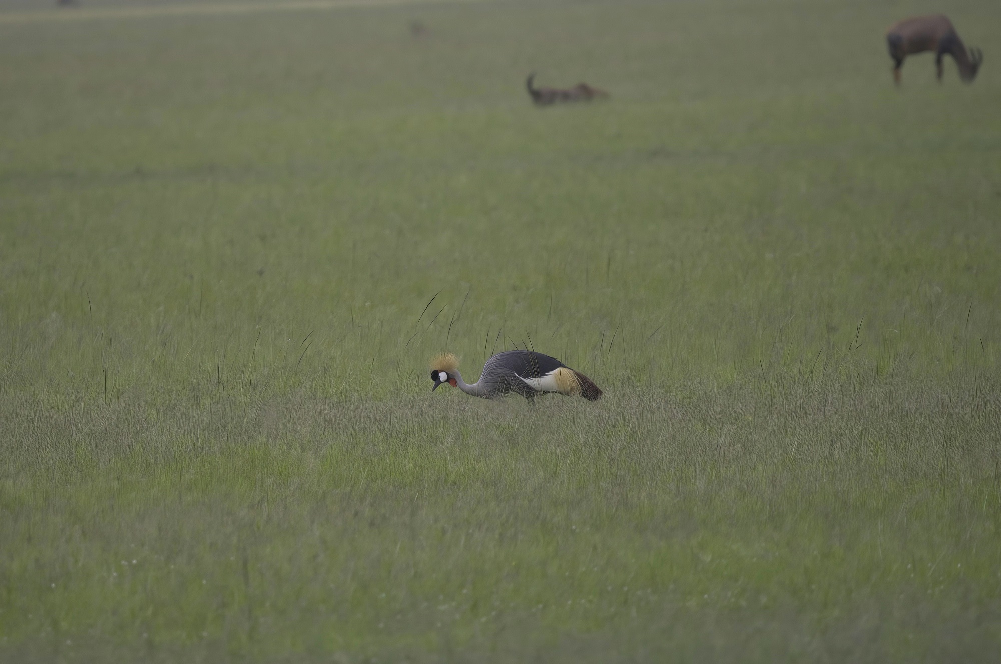 Gray Crowned-Crane