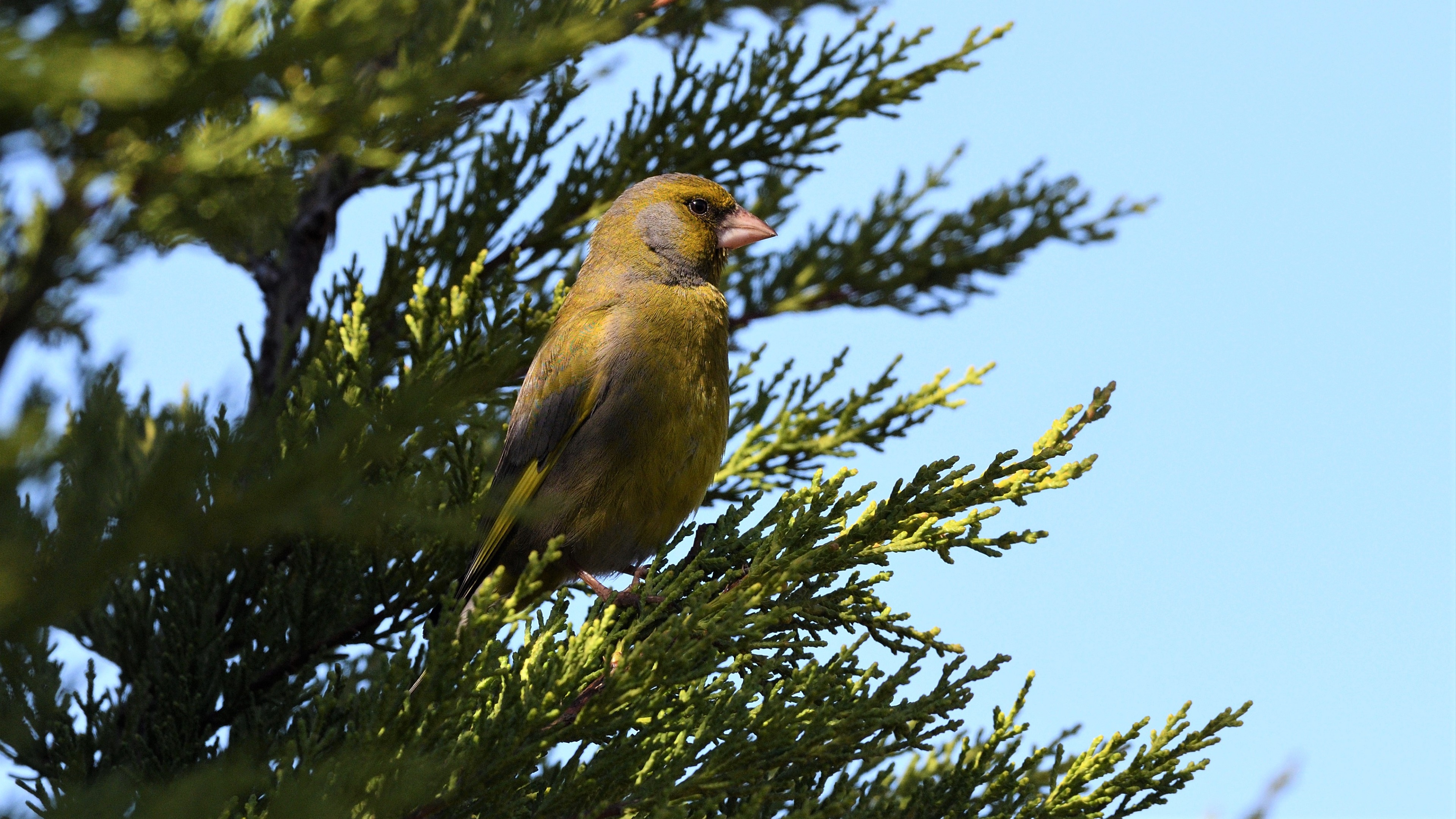 European Greenfinch