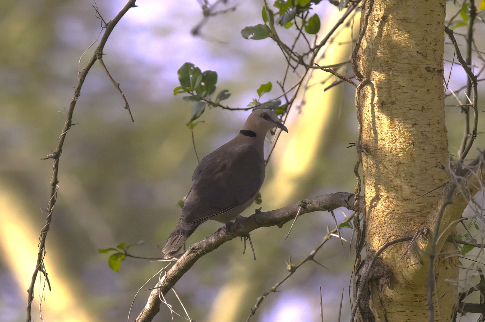 Red-eyed Dove
