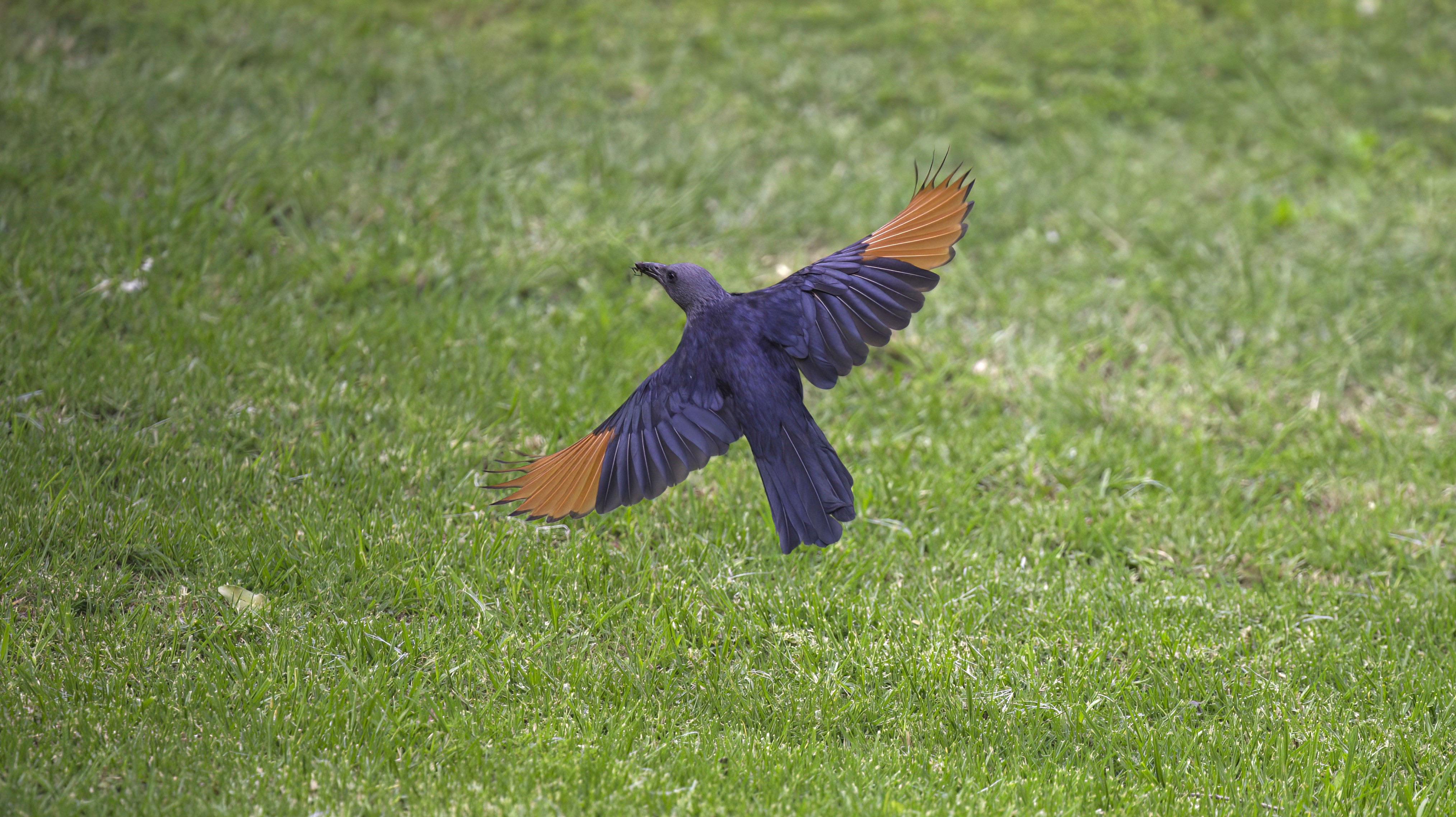 Red-winged Starling