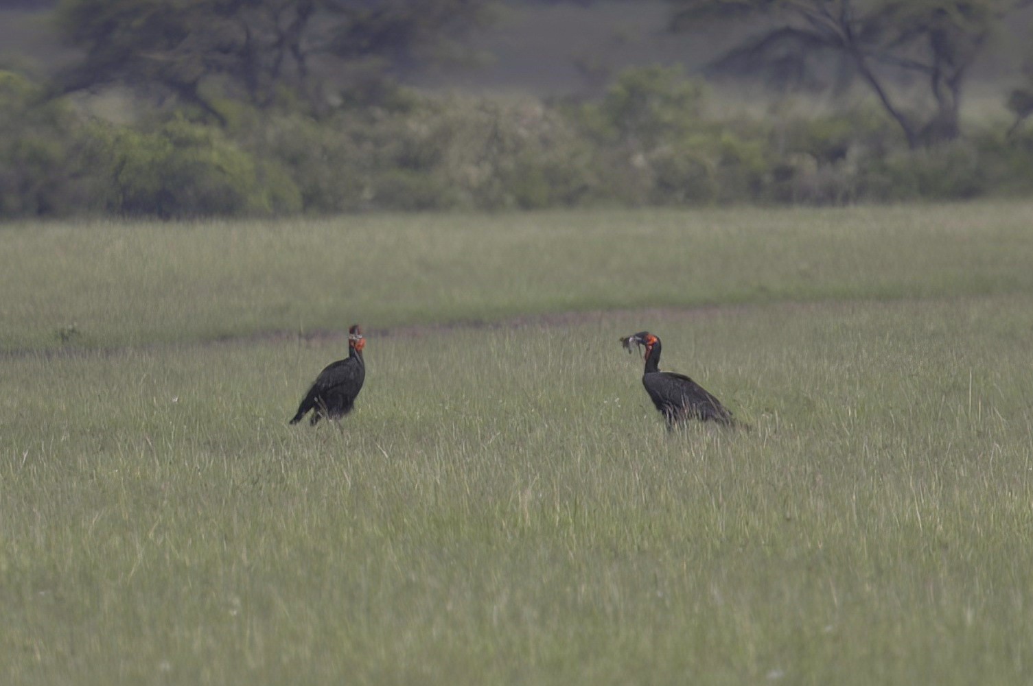 Southern Ground-Hornbill