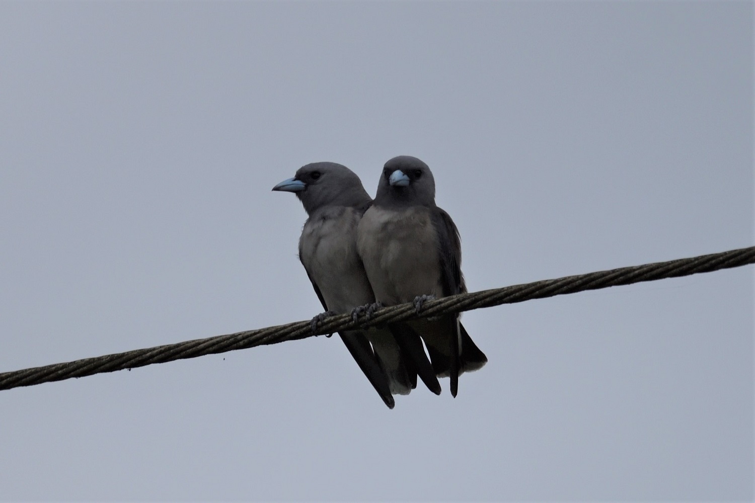 Ashy Woodswallow