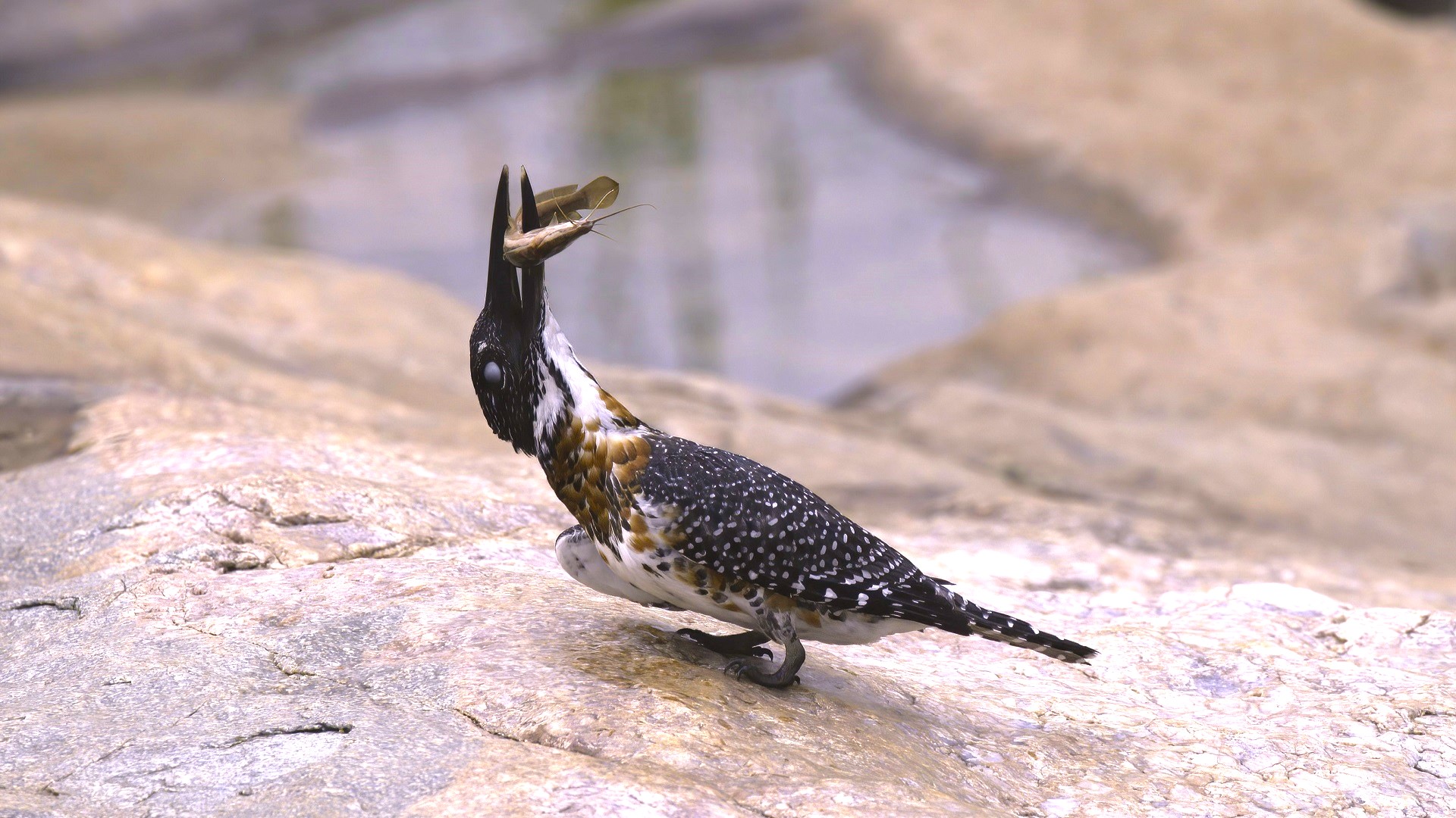 Giant Kingfisher