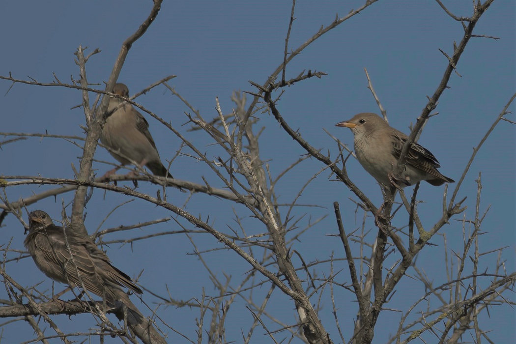 Rosy Starling