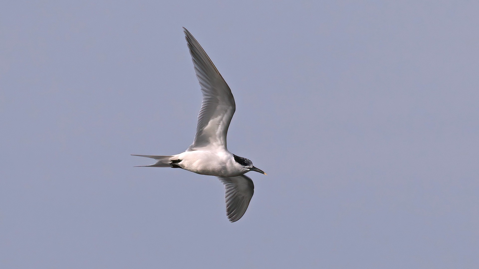 Sandwich Tern