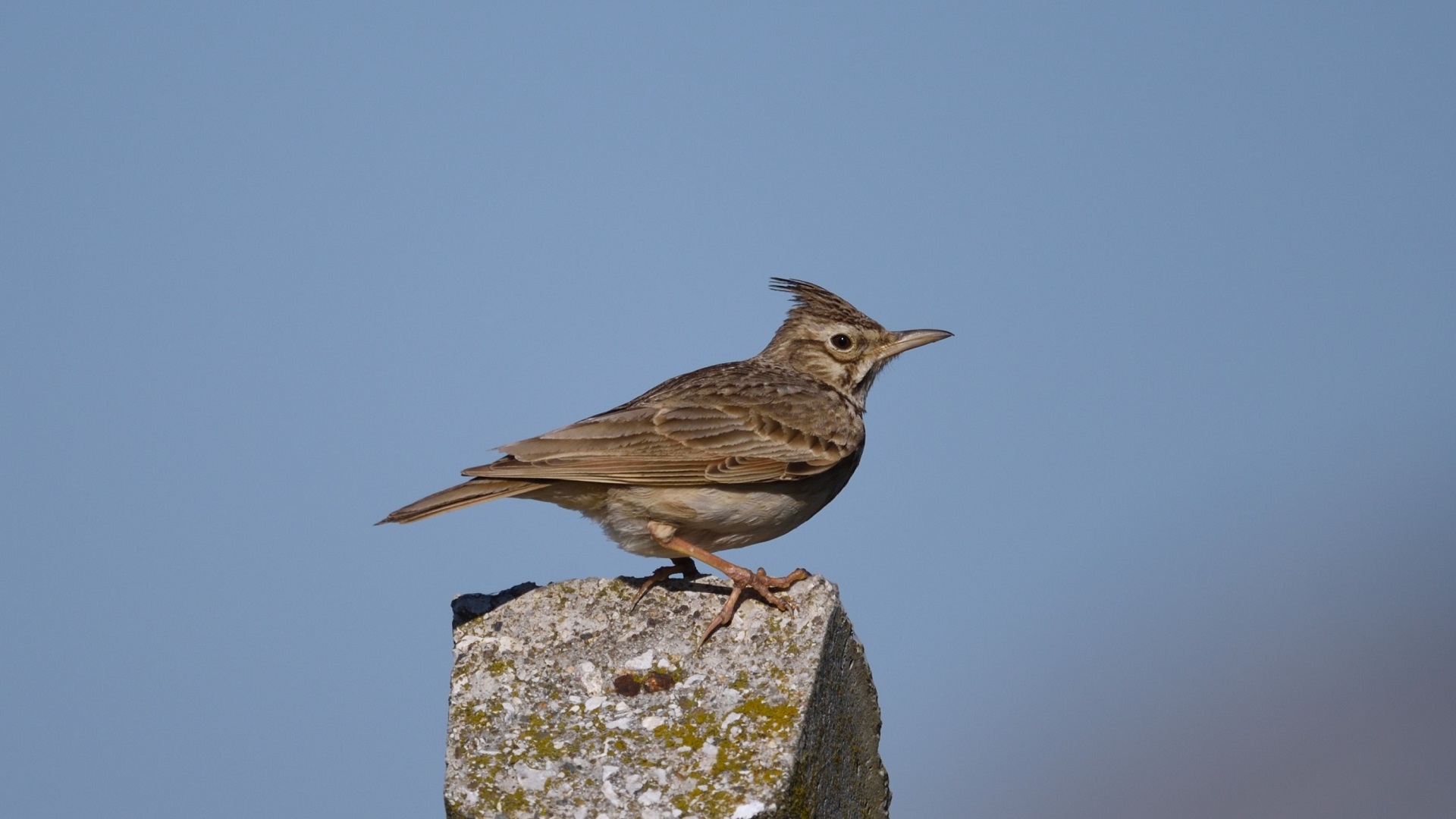 Crested Lark
