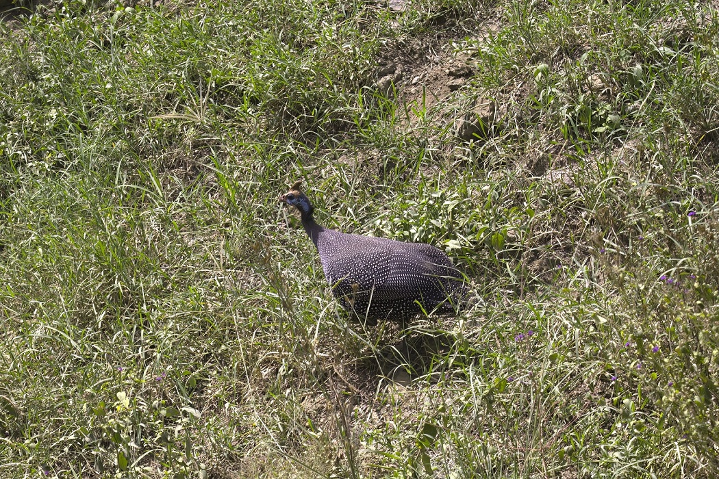 Helmeted Guineafowl
