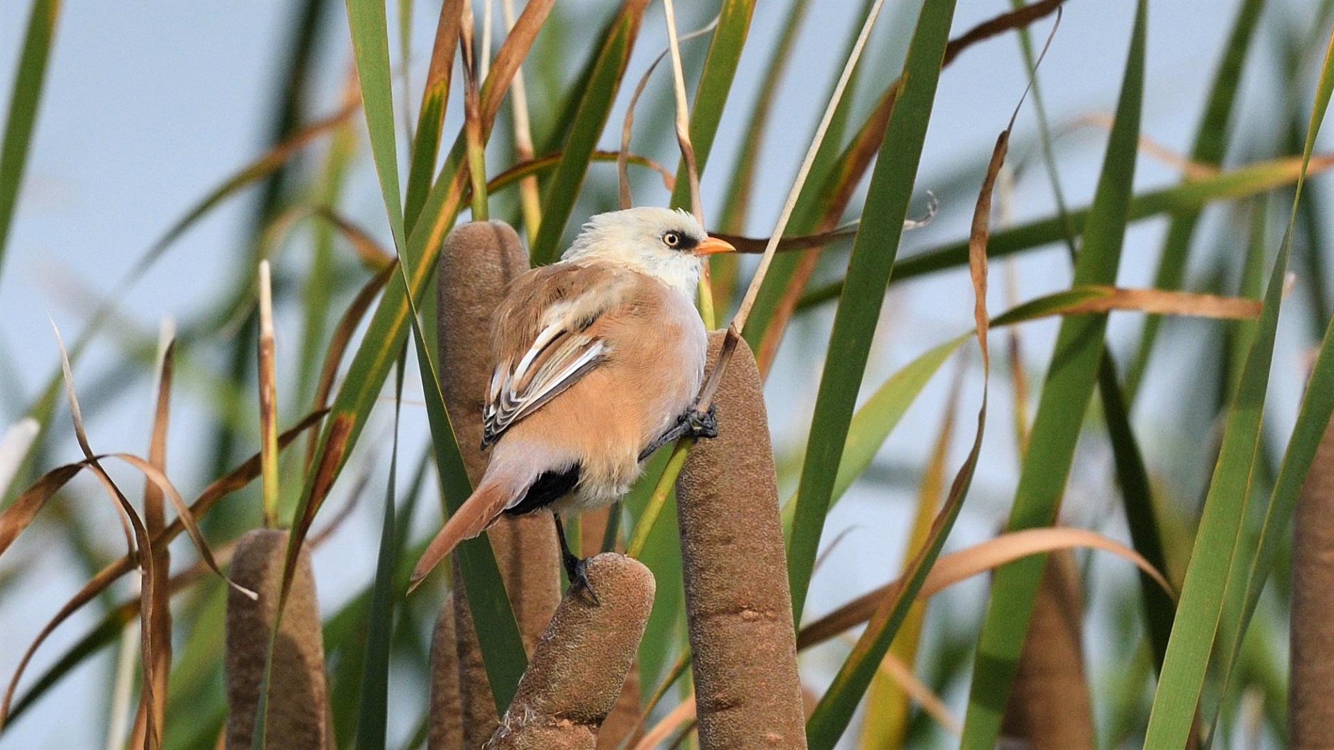 Bearded Reedling