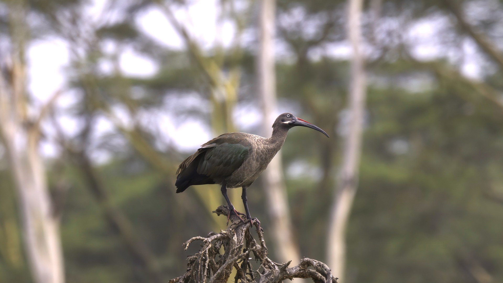 Hadada Ibis