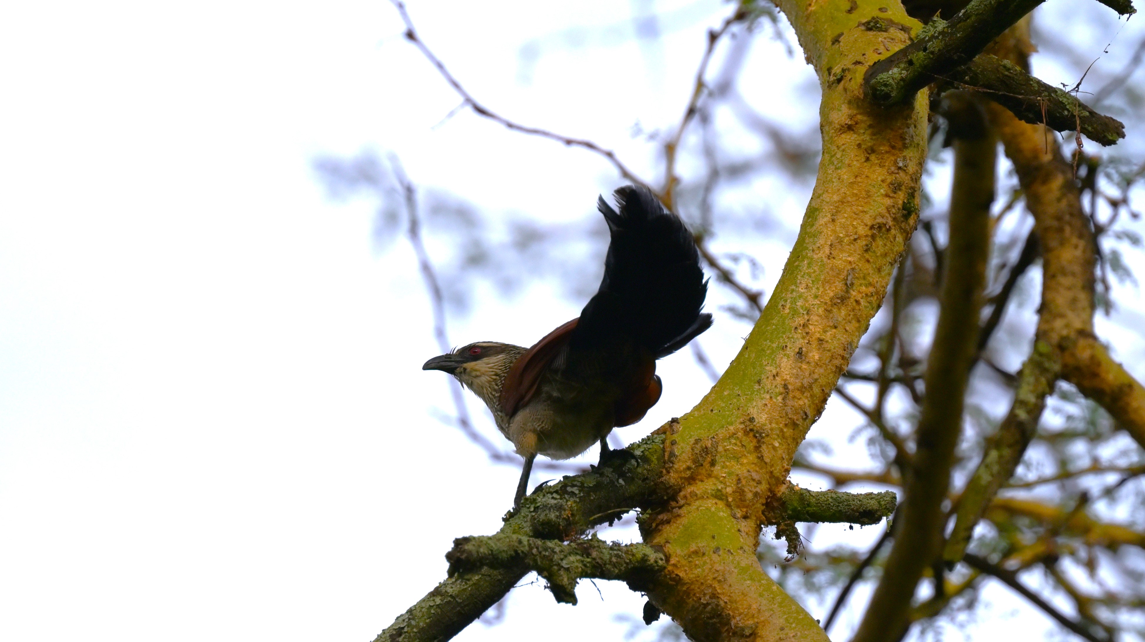 White-browed Coucal