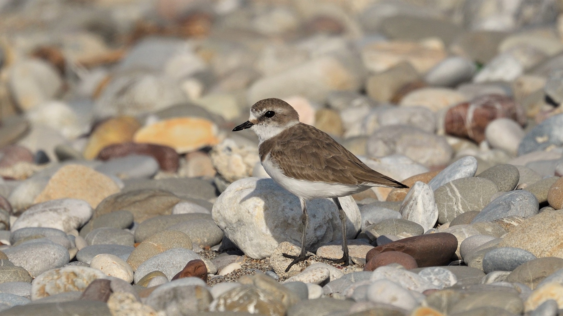 Kentish Plover