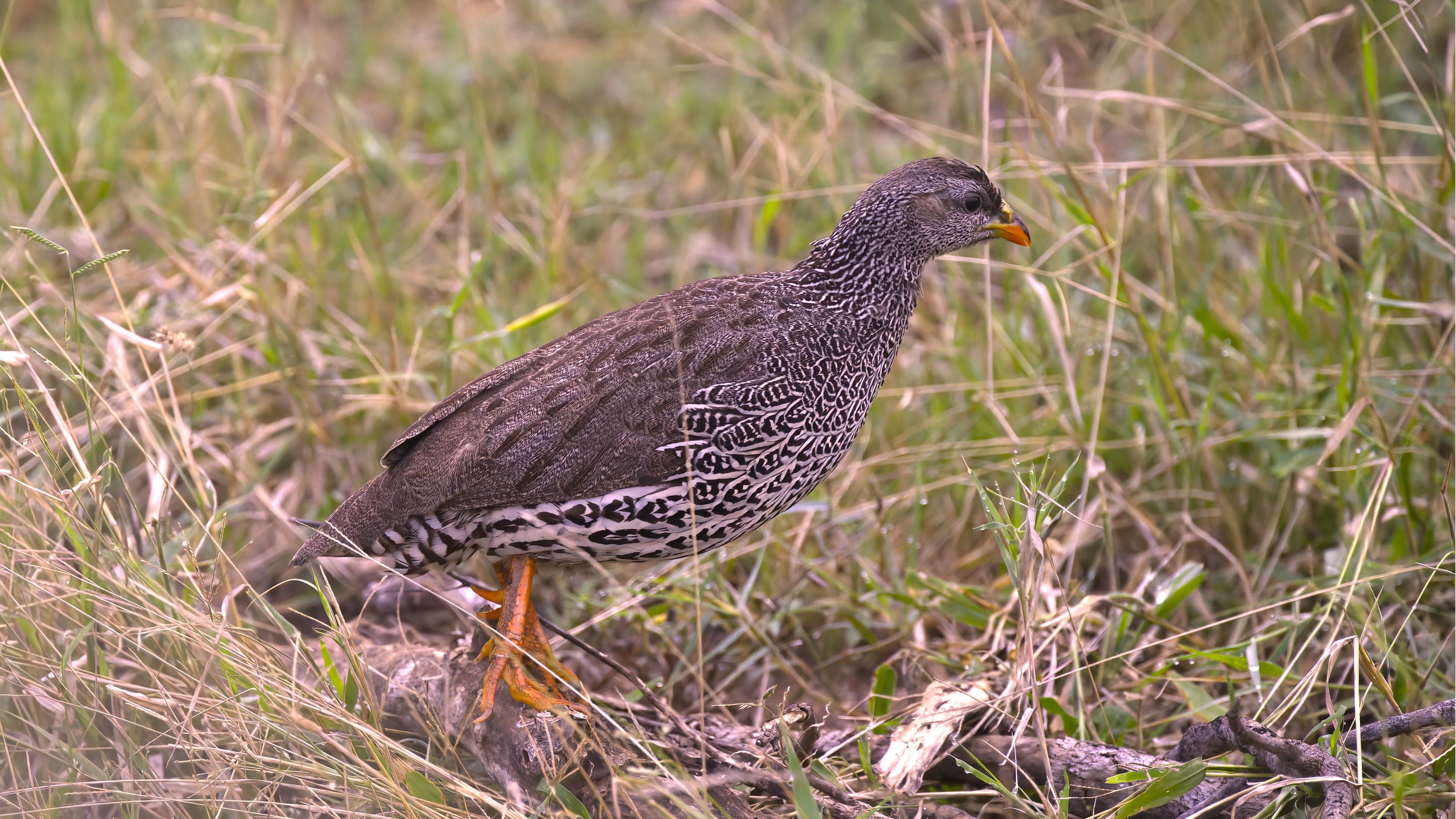 Cape Francolin