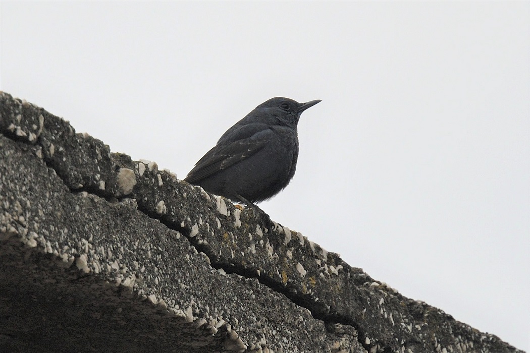 Blue Rock-Thrush