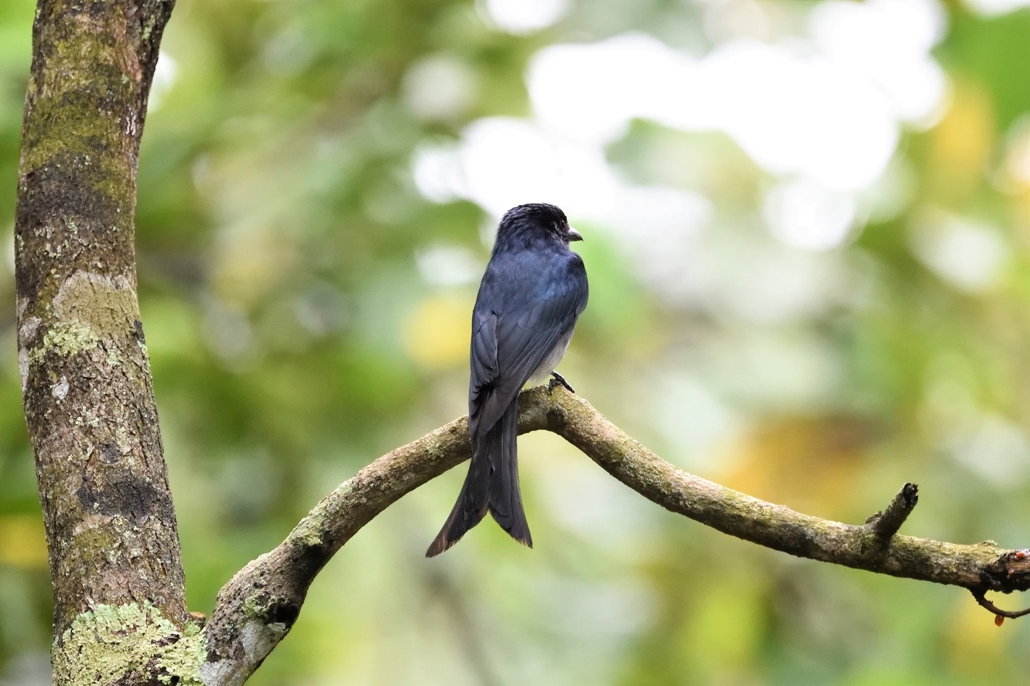 White-bellied Drongo