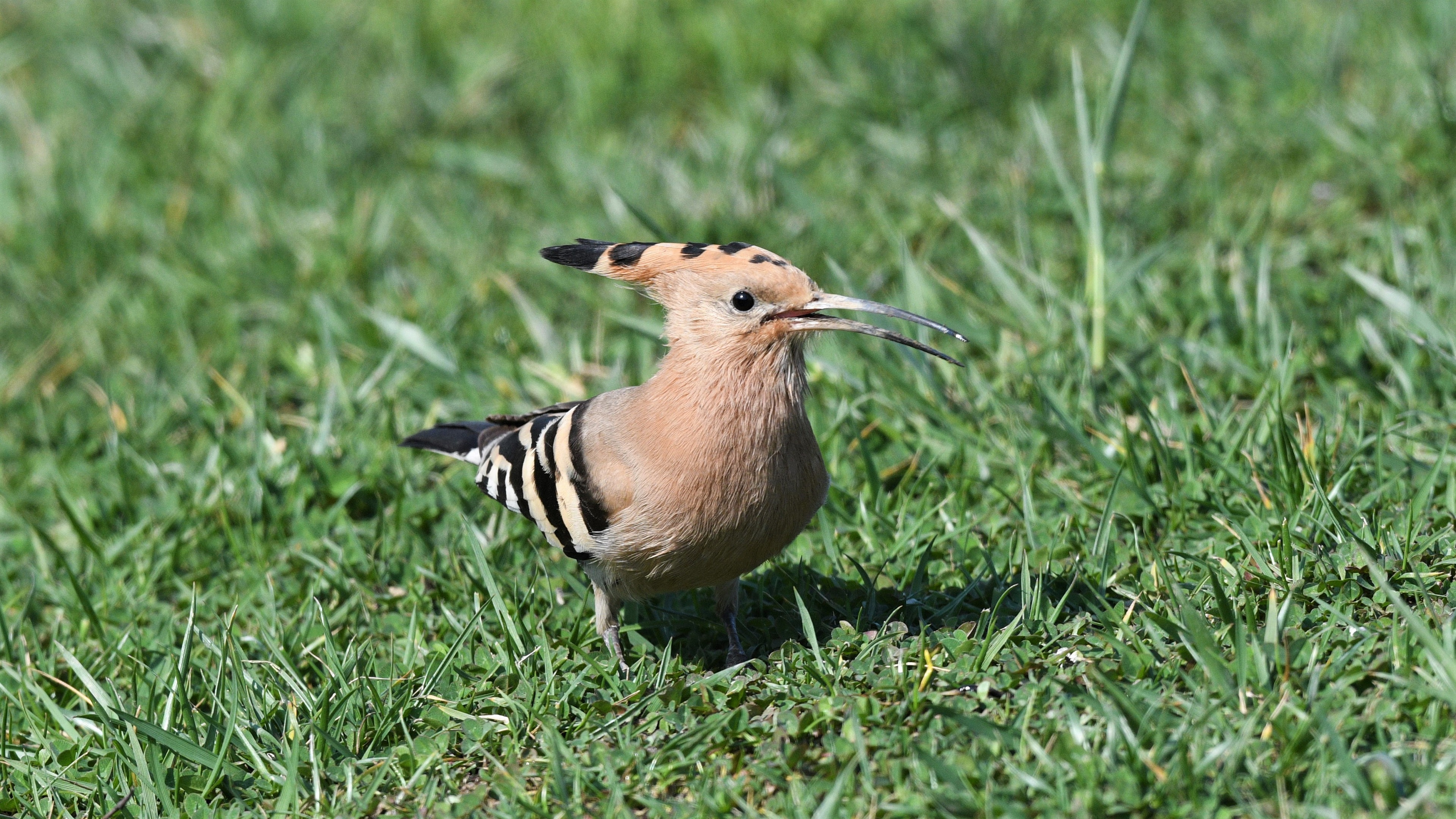 Eurasian Hoopoe