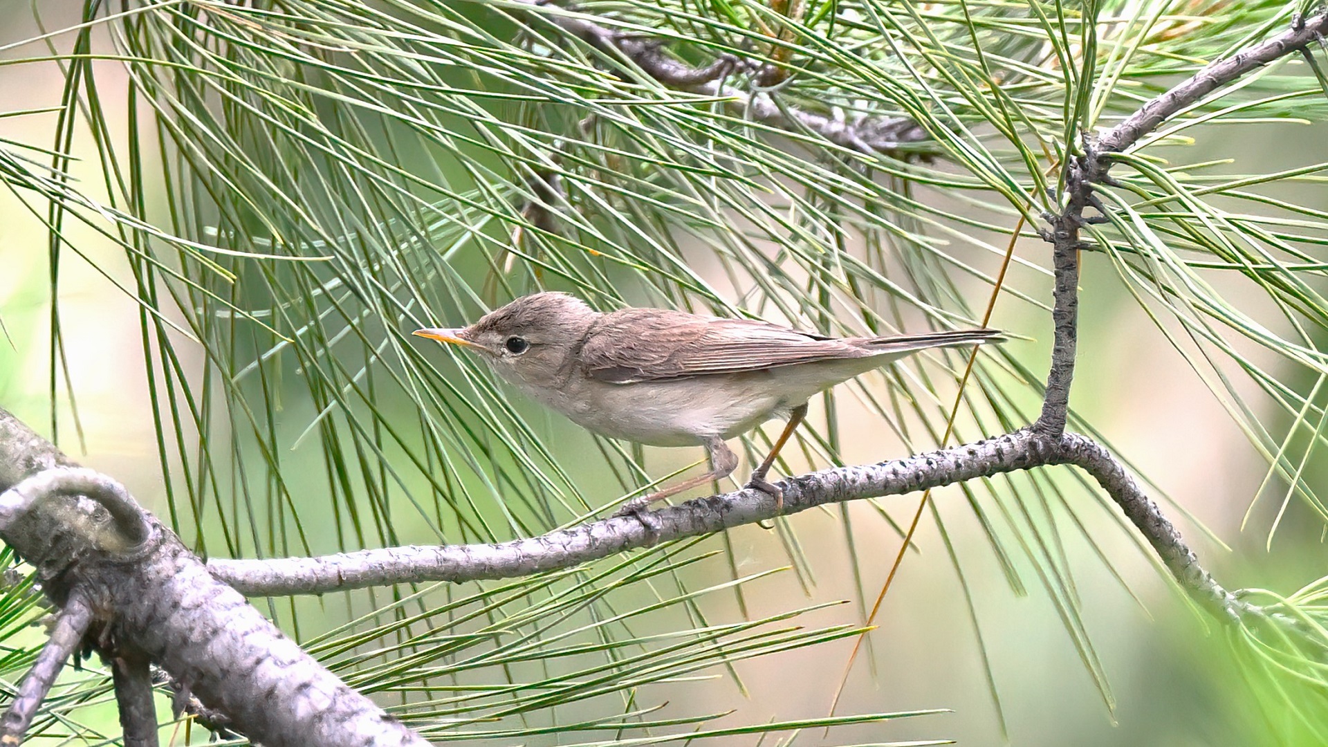 Eastern Olivaceous Warbler