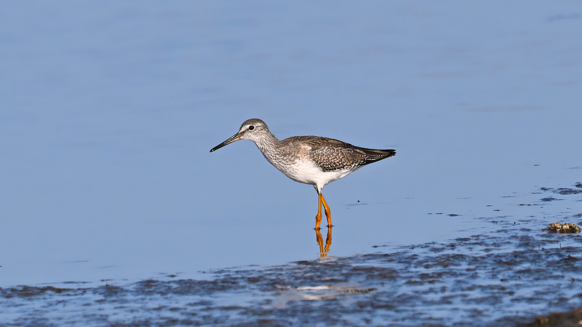 Common Redshank