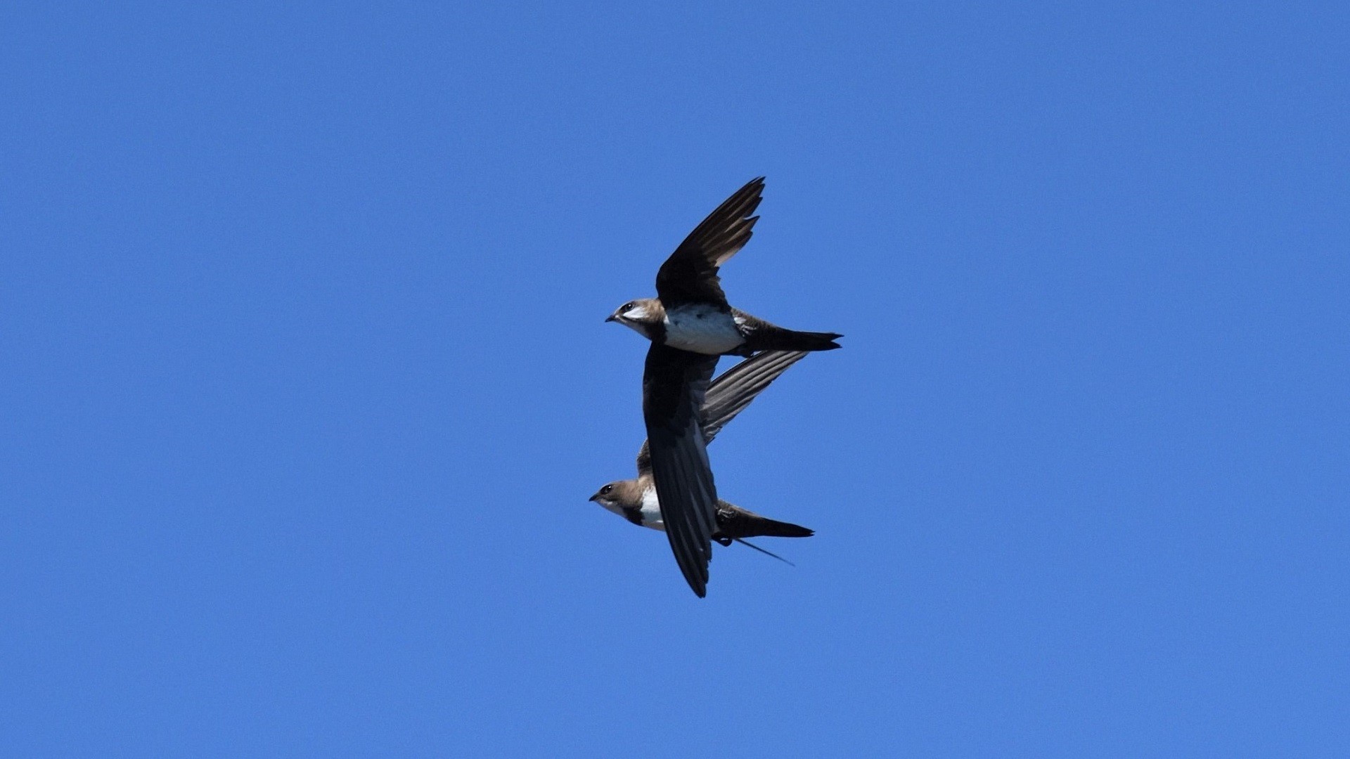 Alpine Swift