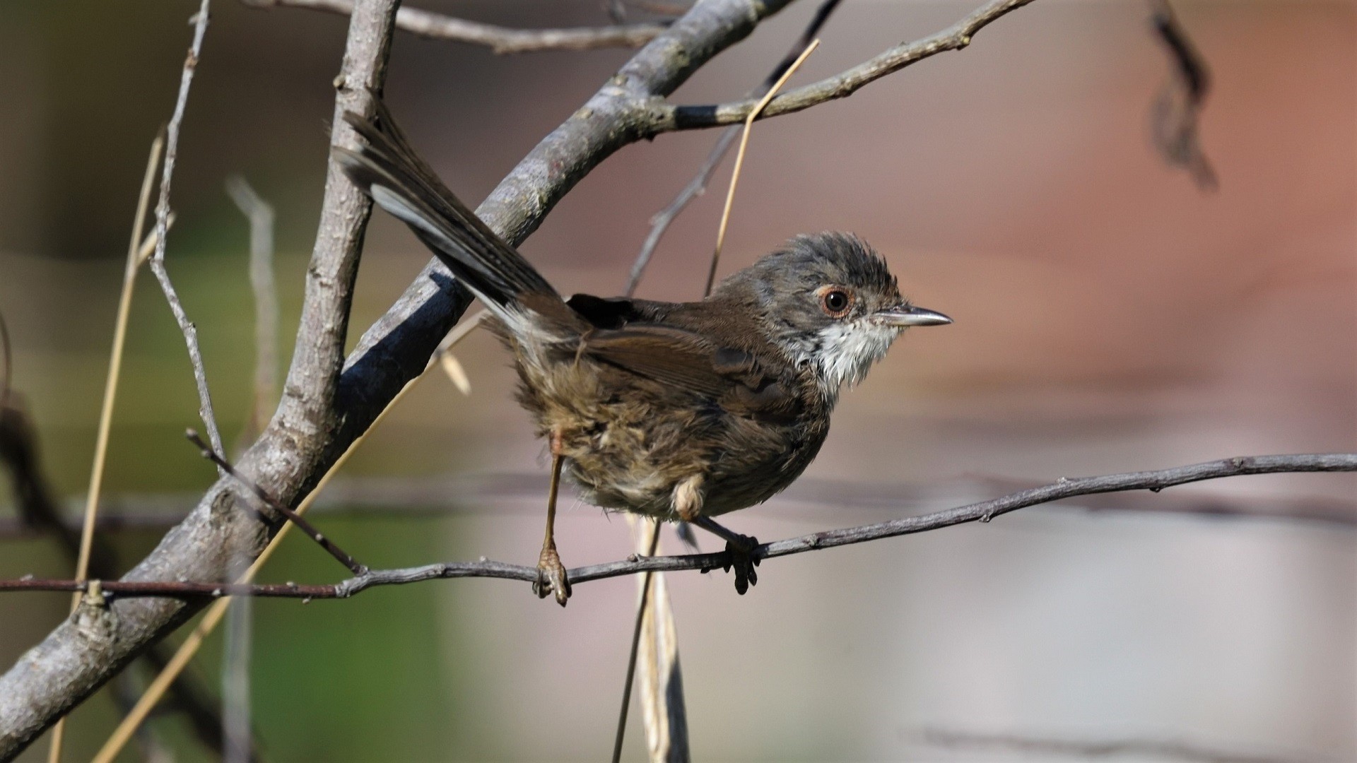 Sardinian Warbler