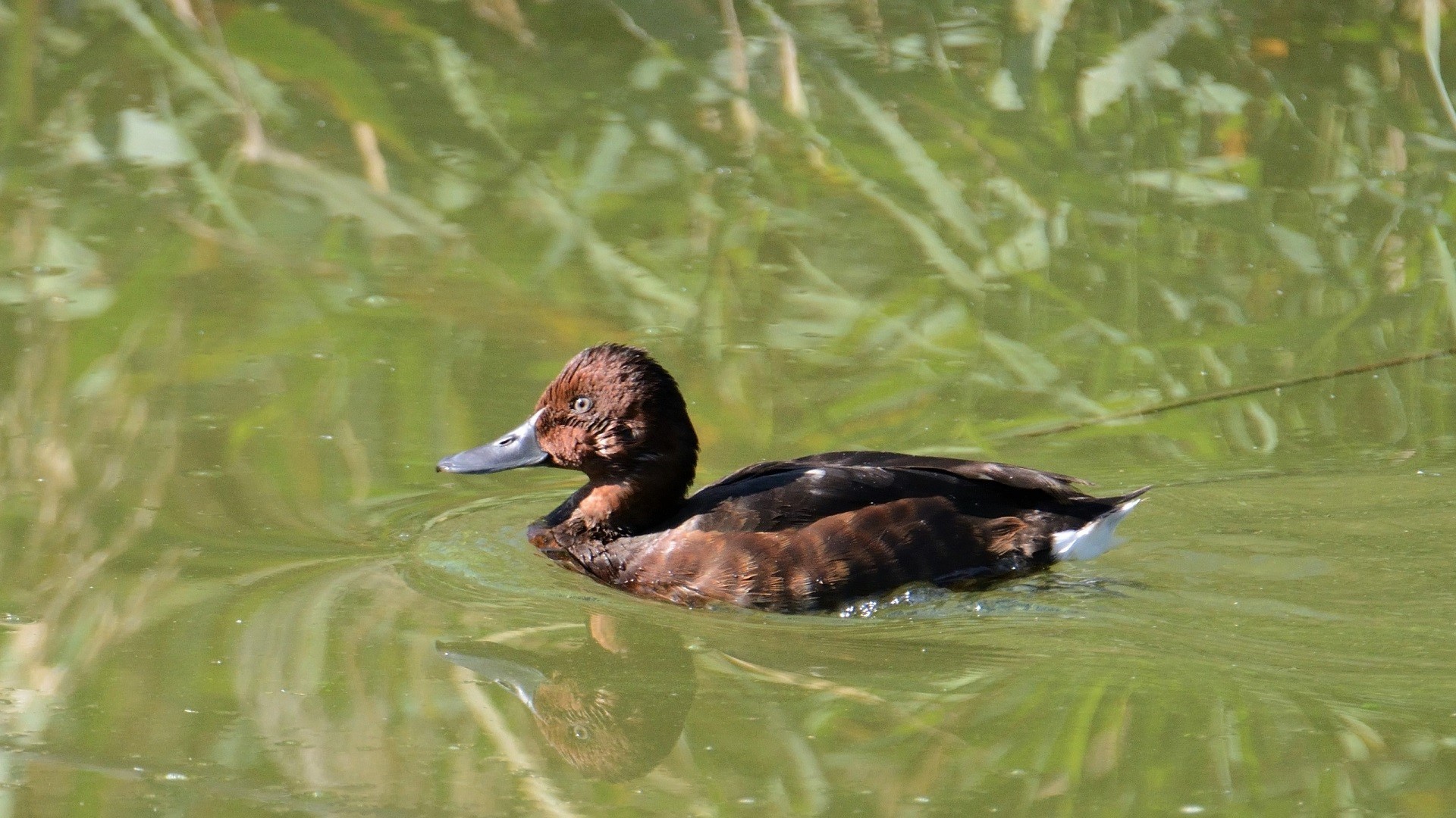 Ferruginous Duck