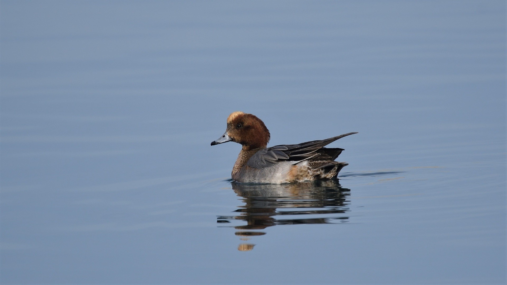 Eurasian Wigeon