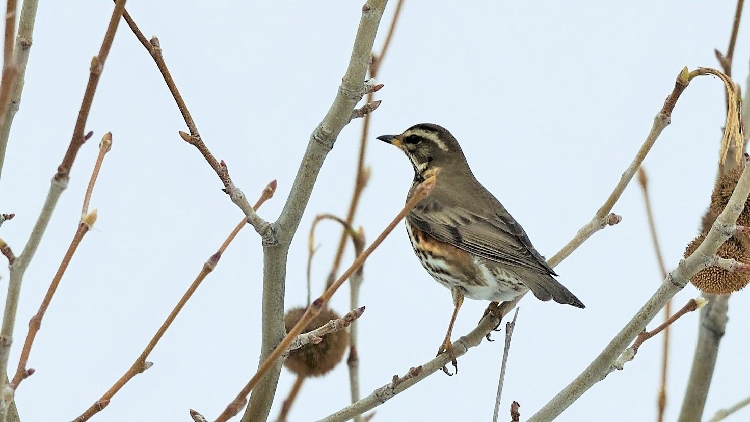 Redwing