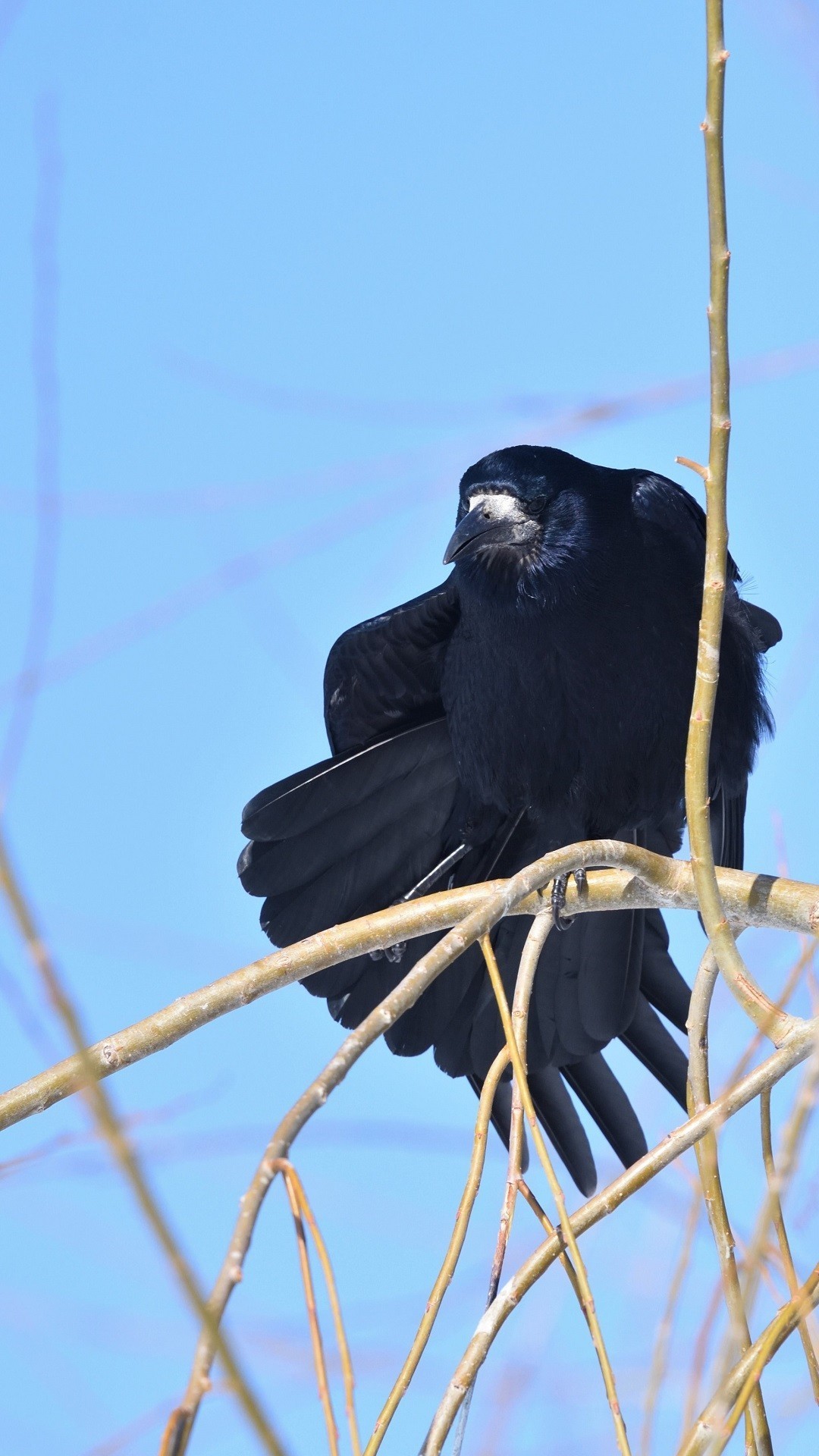 Rook
