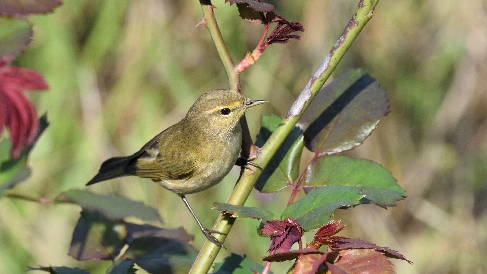 Common Chiffchaff