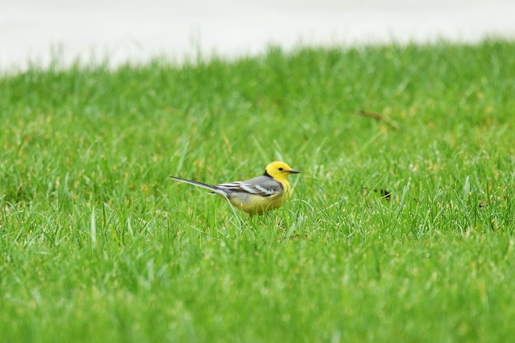 Citrine Wagtail