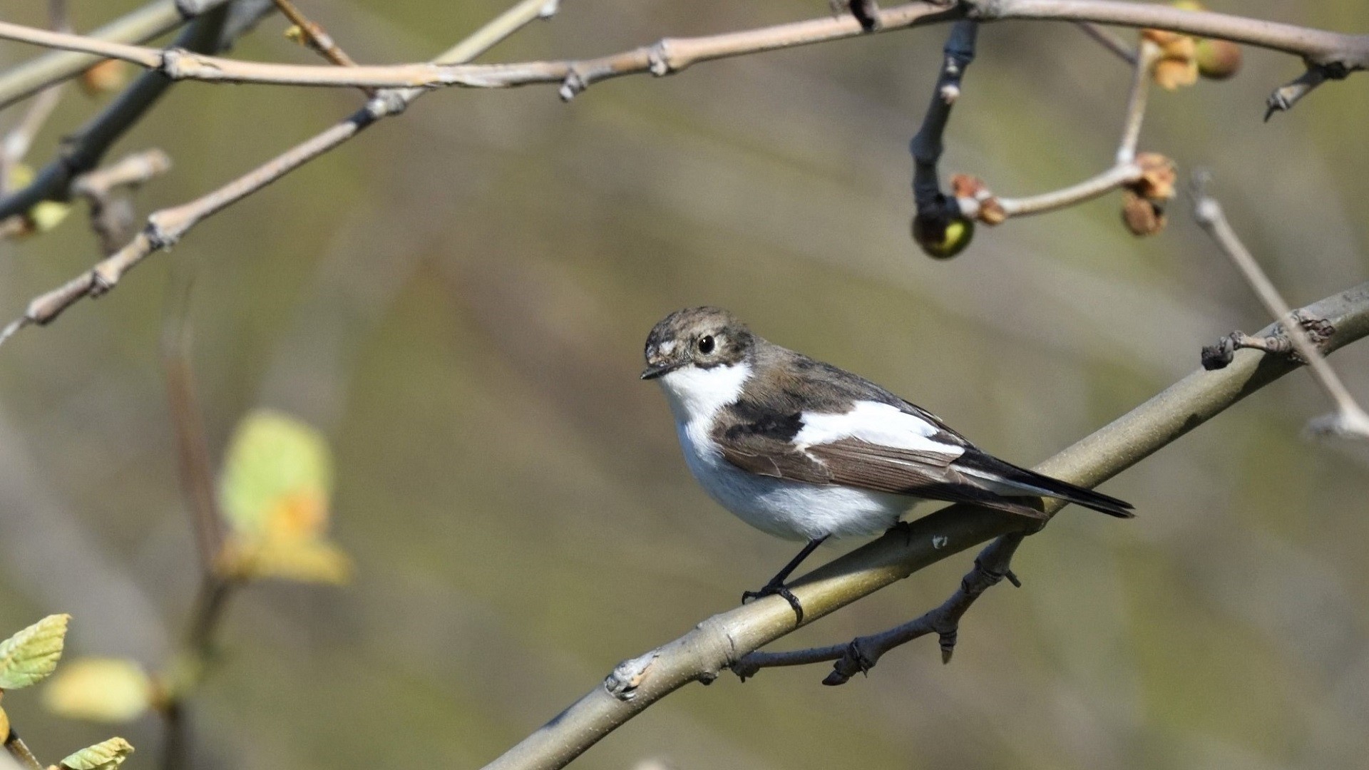 European Pied Flycatcher