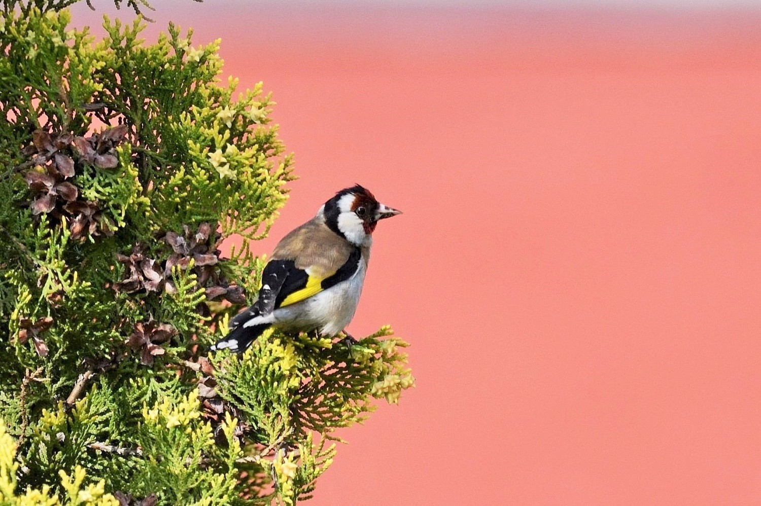 European Goldfinch