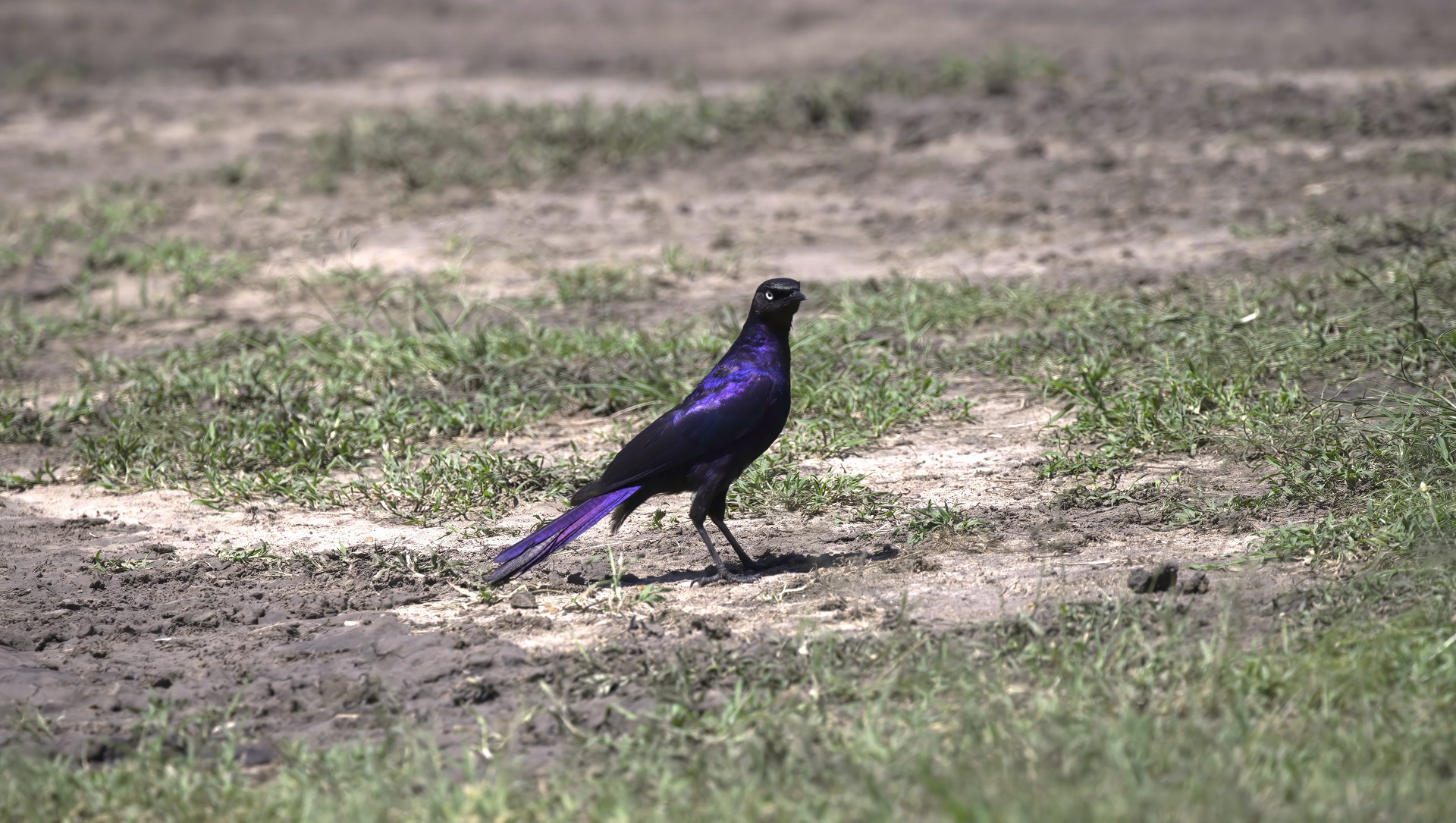 Rüppell's Starling