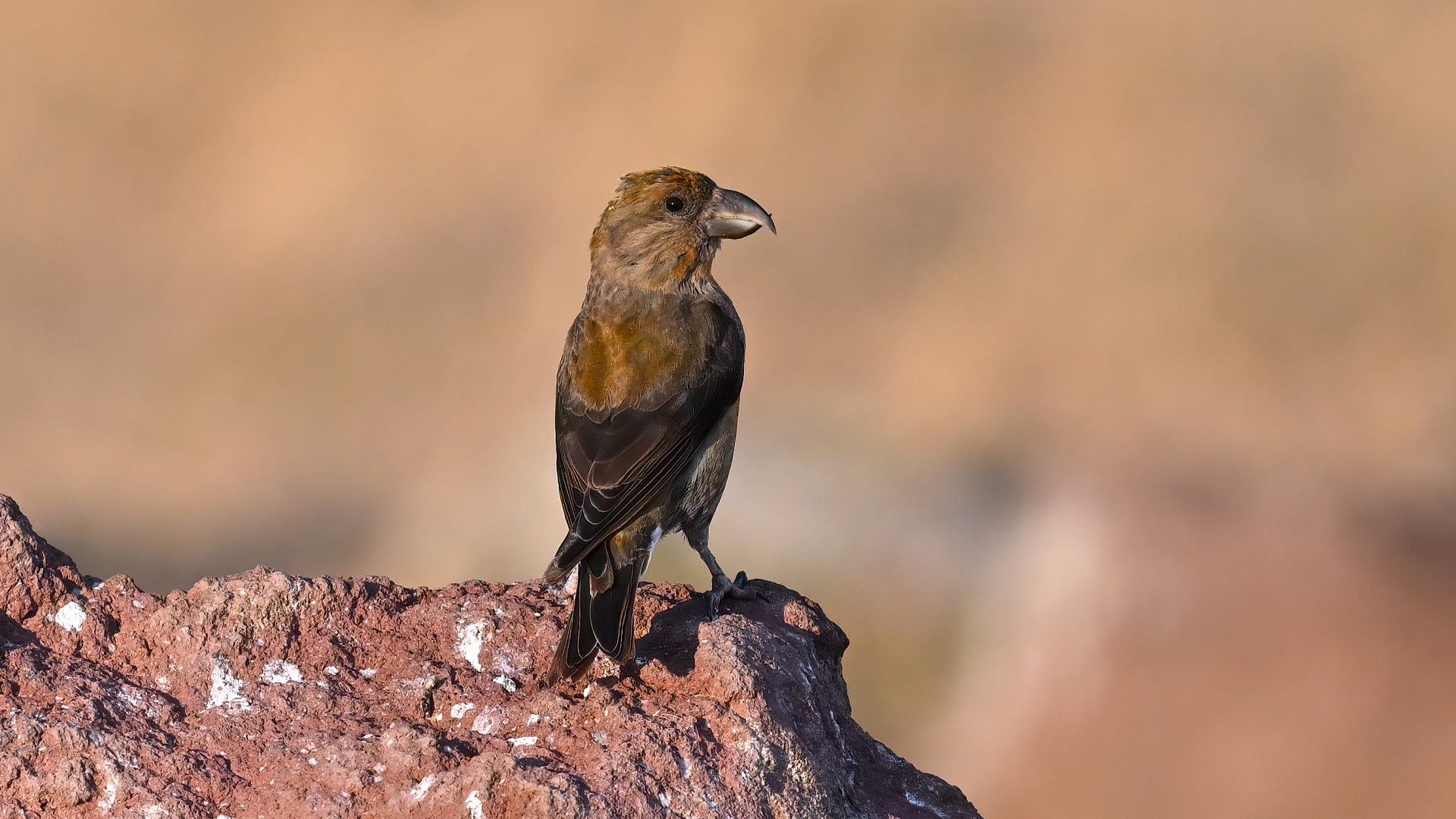 Red Crossbill