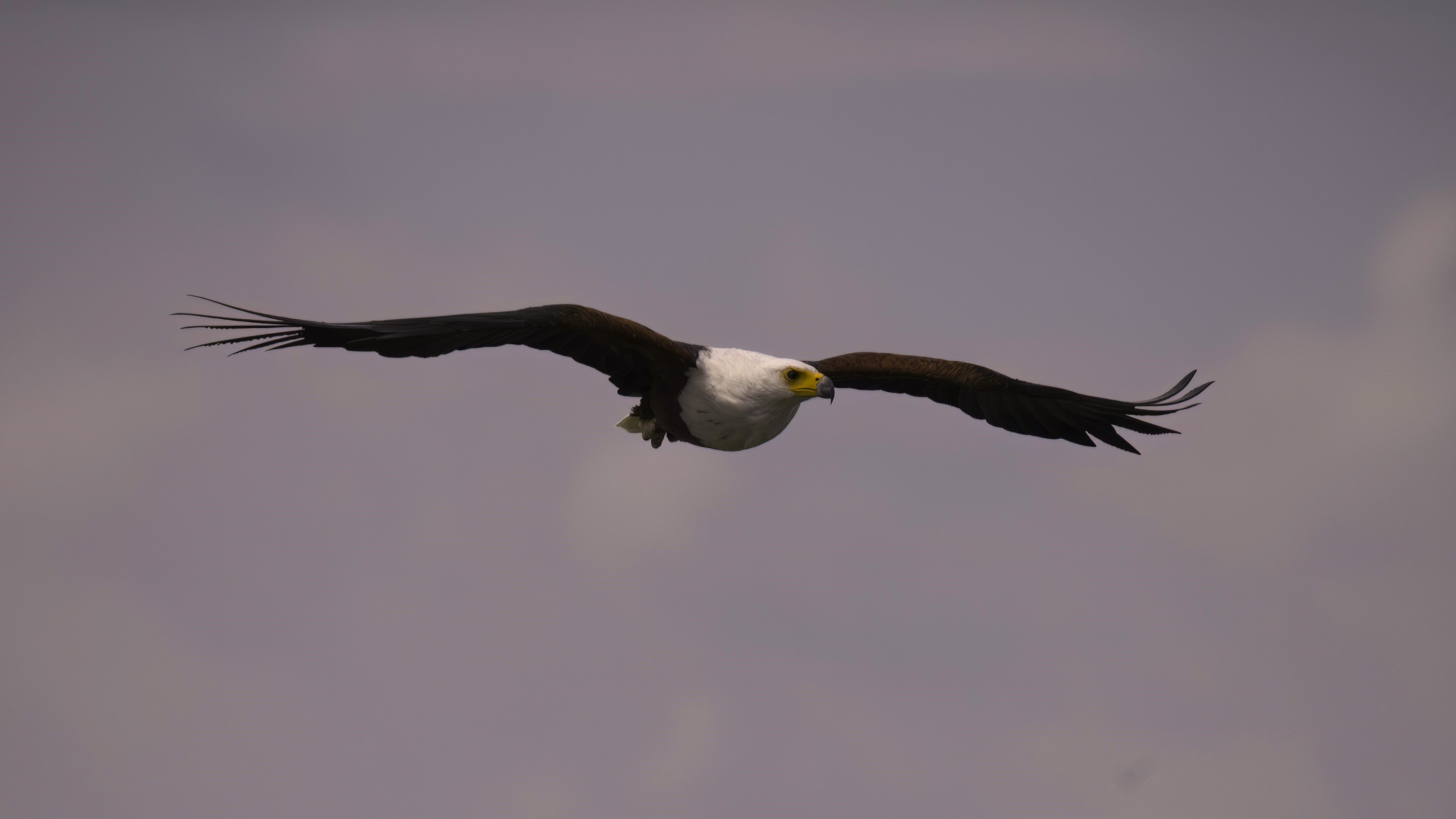 African Fish-Eagle