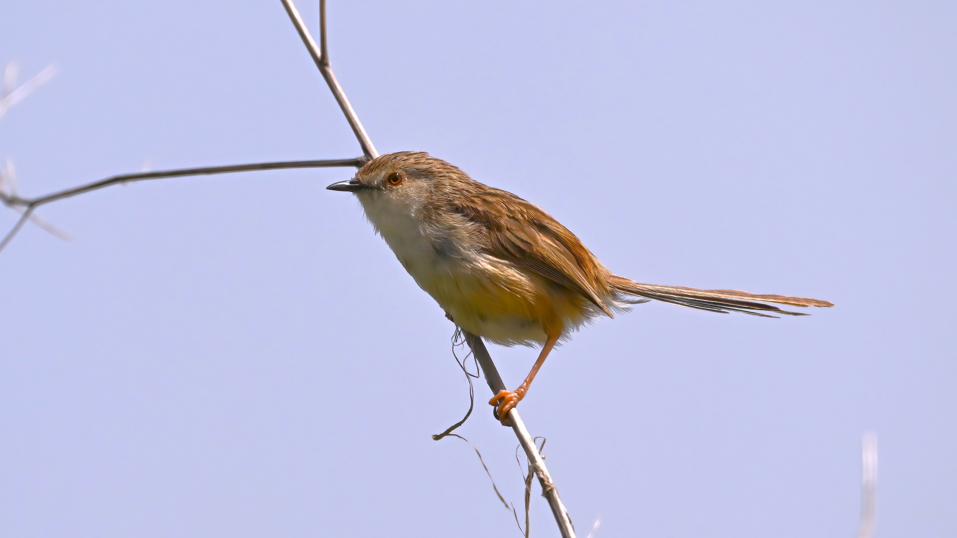 Graceful Prinia