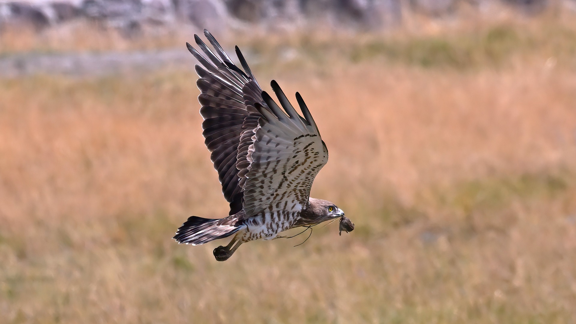 Short-toed Snake-Eagle