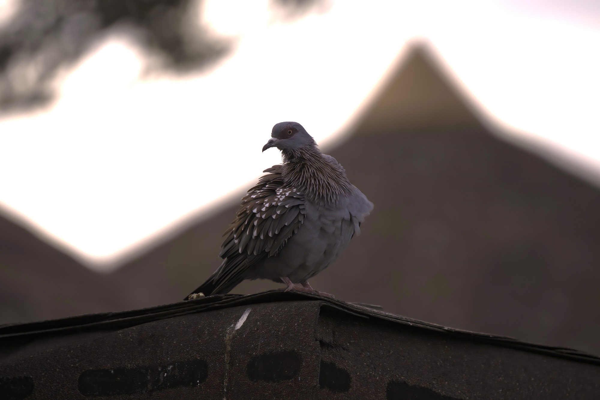 Speckled Pigeon