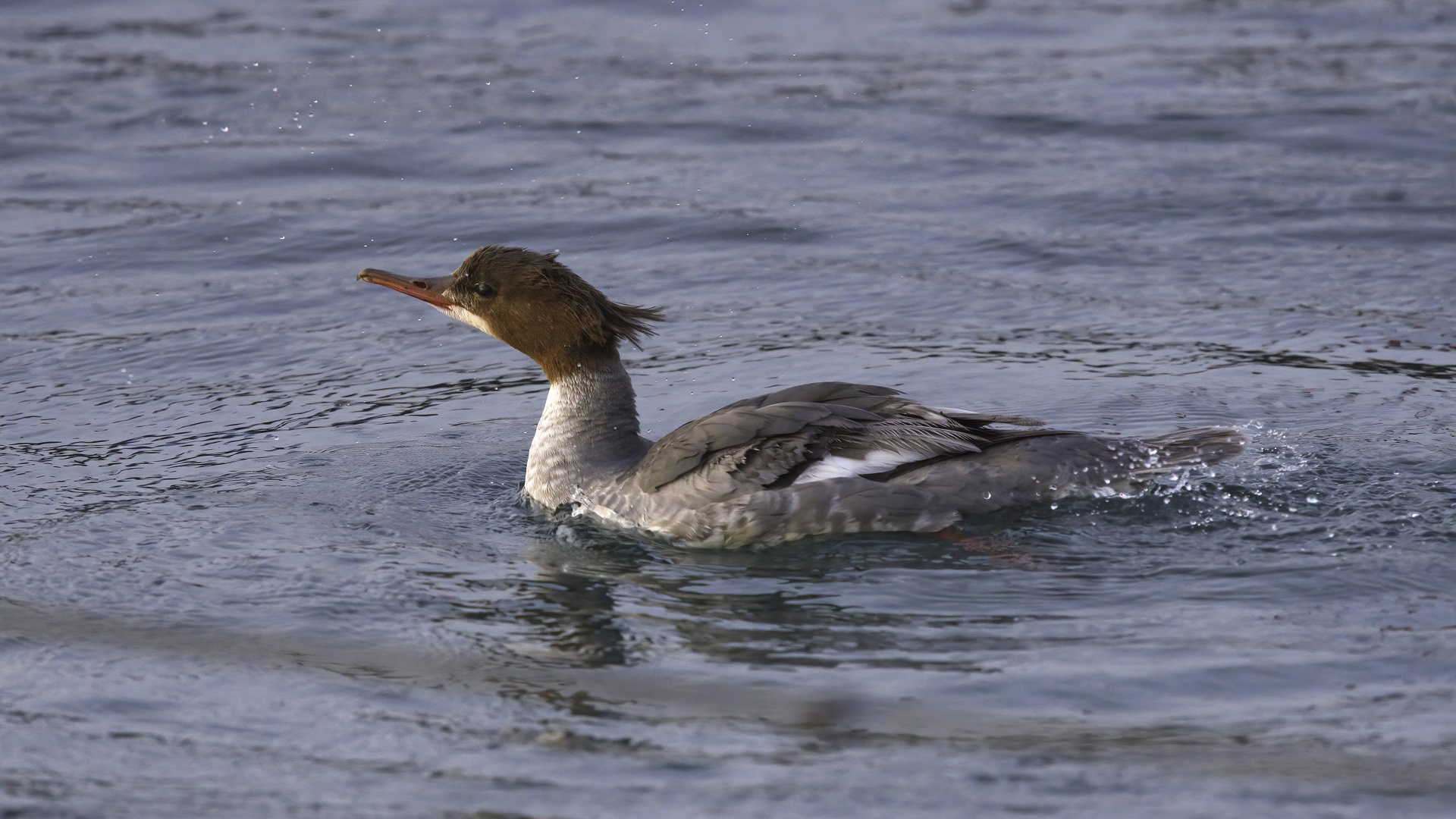 Common Merganser