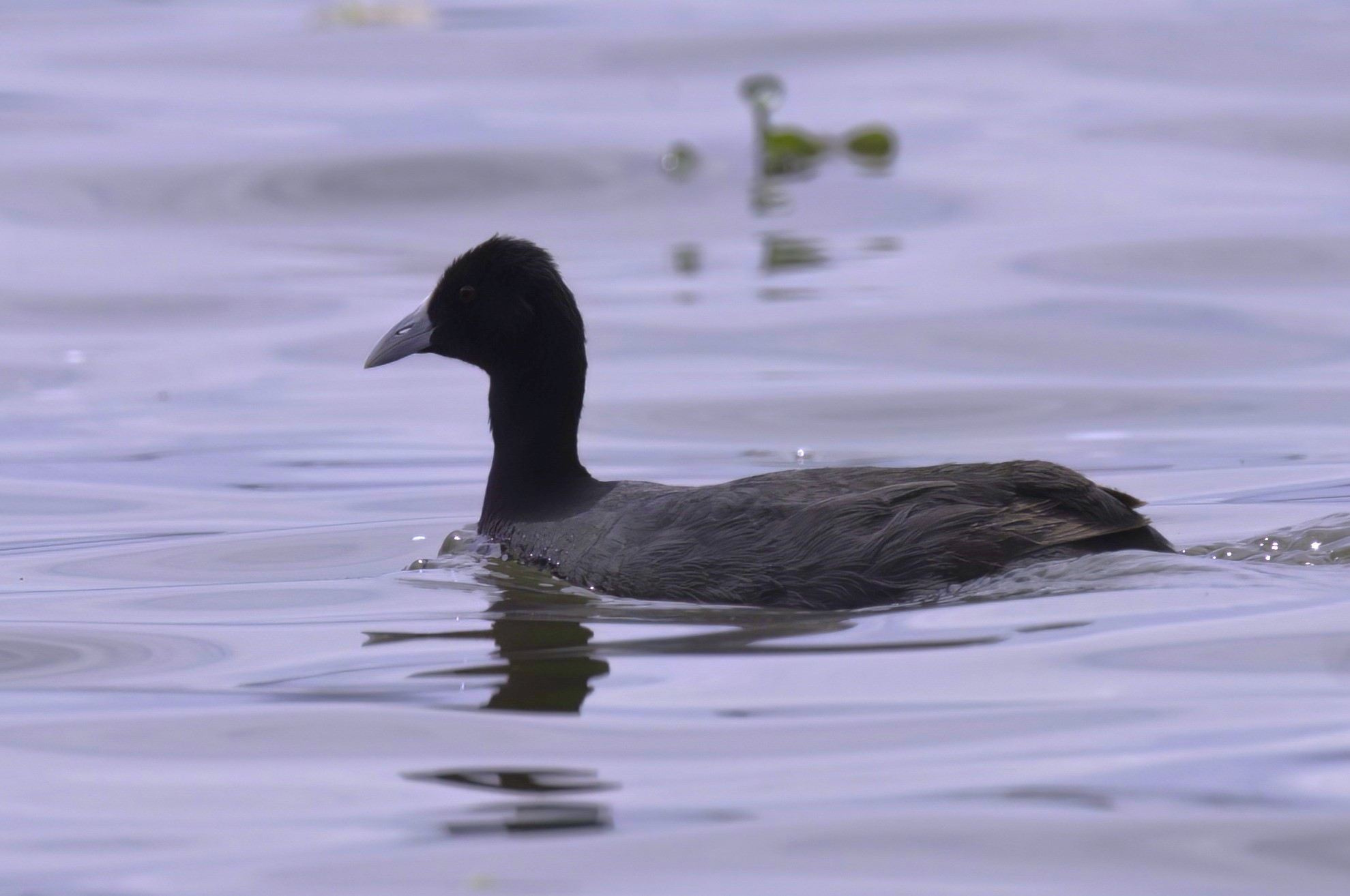 Red-knobbed Coot