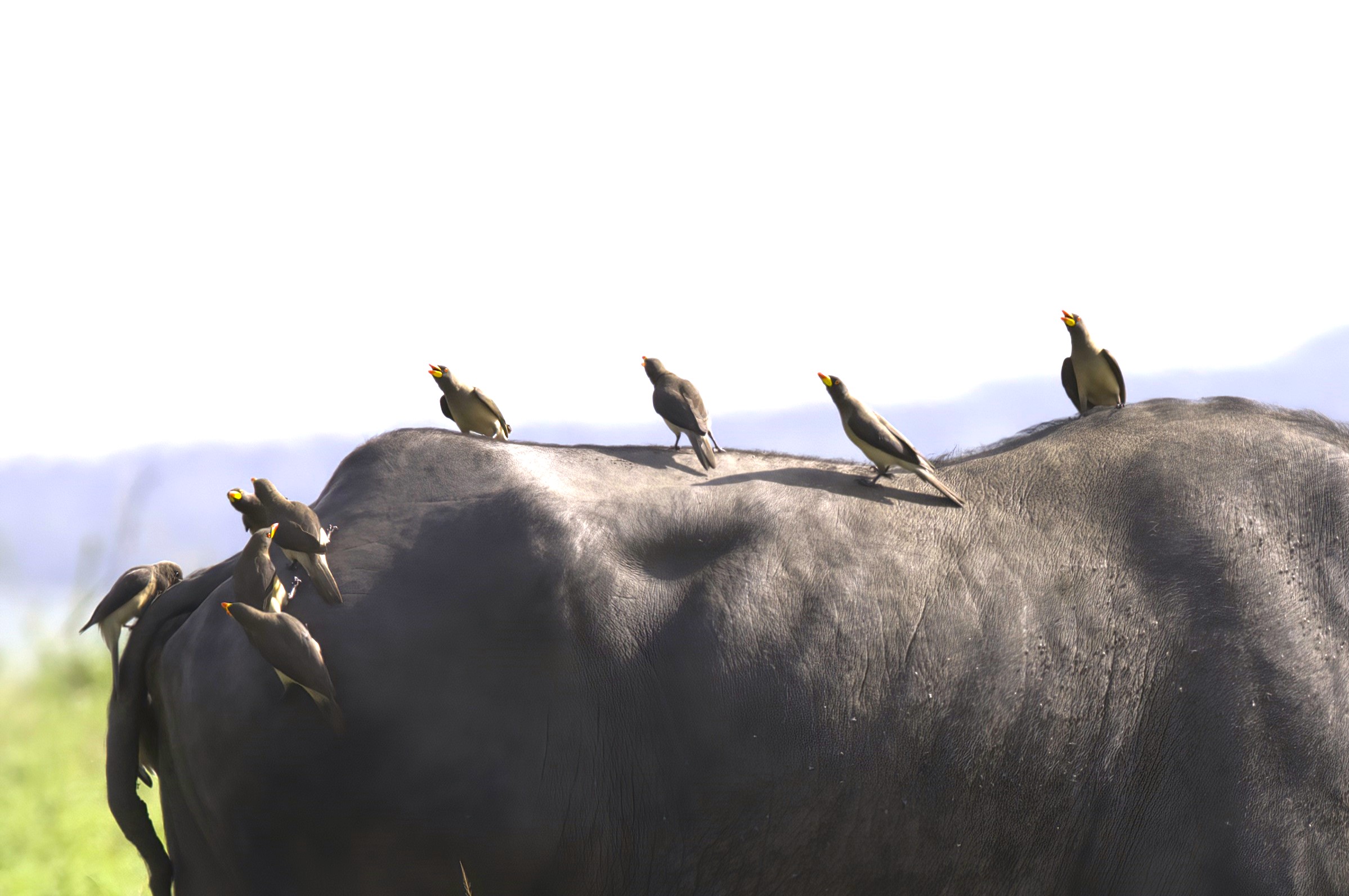 Red-billed Oxpecker