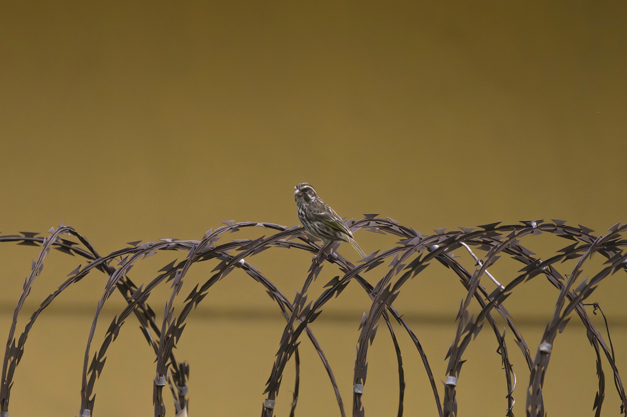 Streaky Seedeater