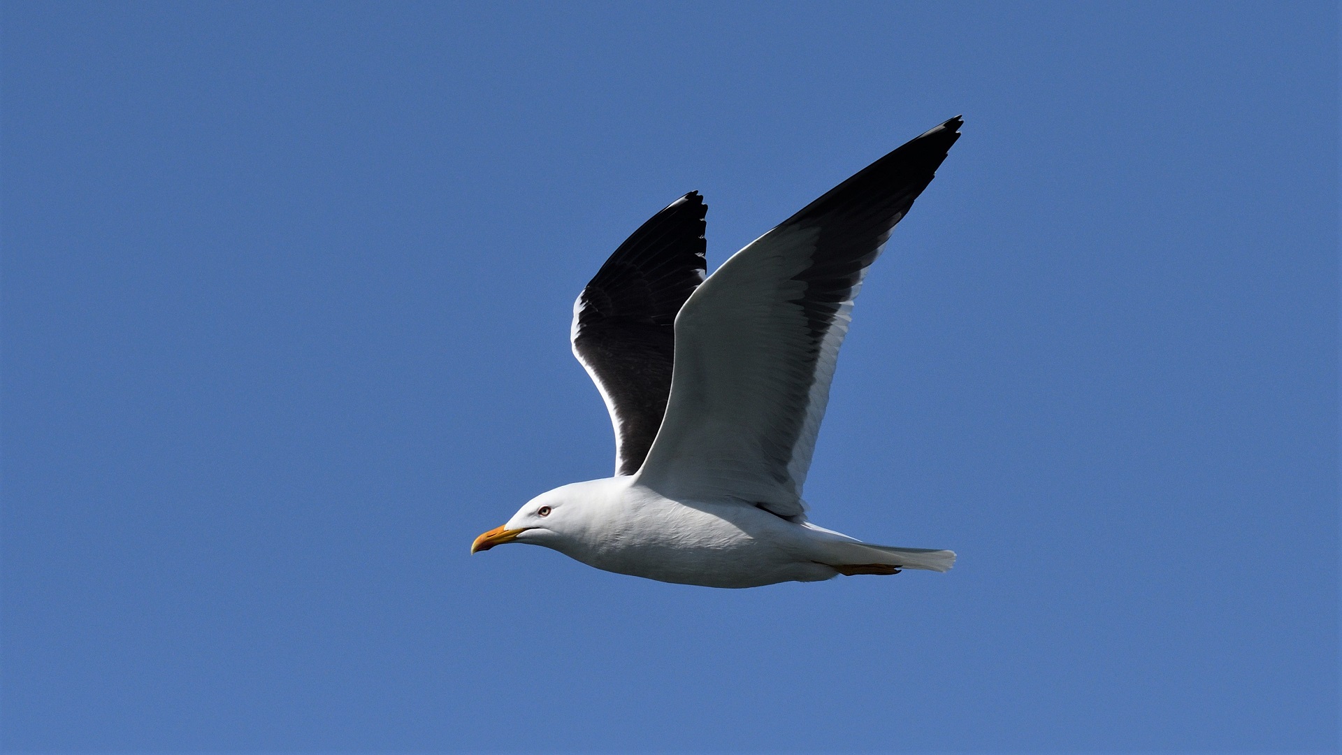 Lesser Black-backed Gull