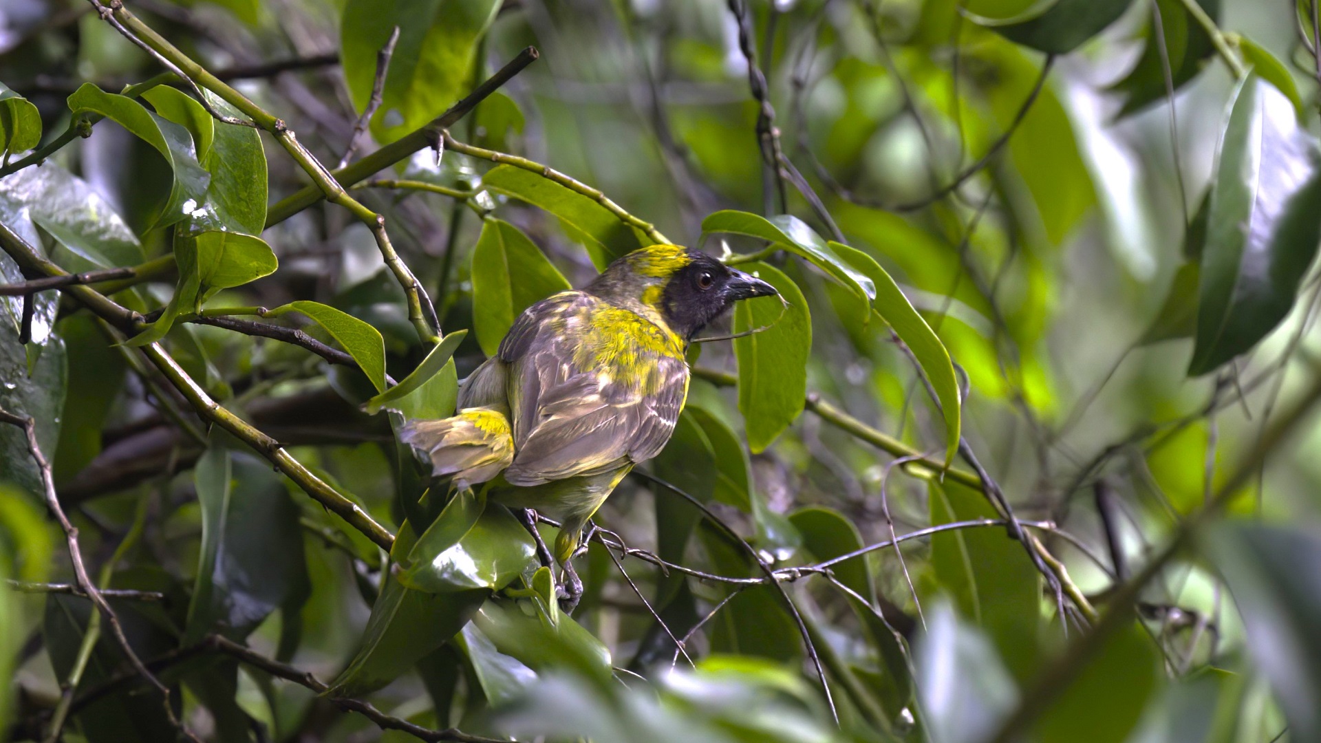 Lesser Masked-Weaver