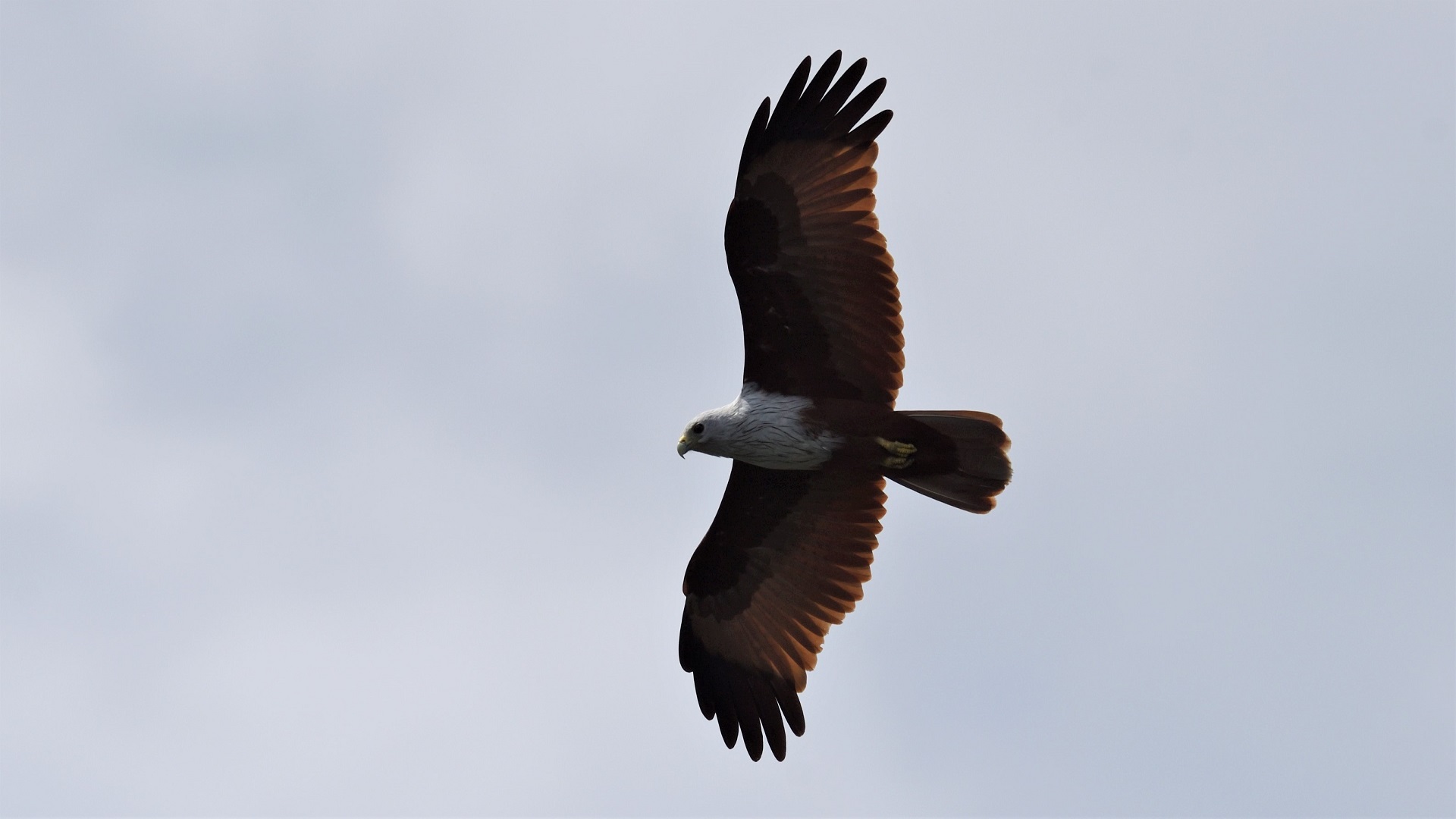 Brahminy Kite