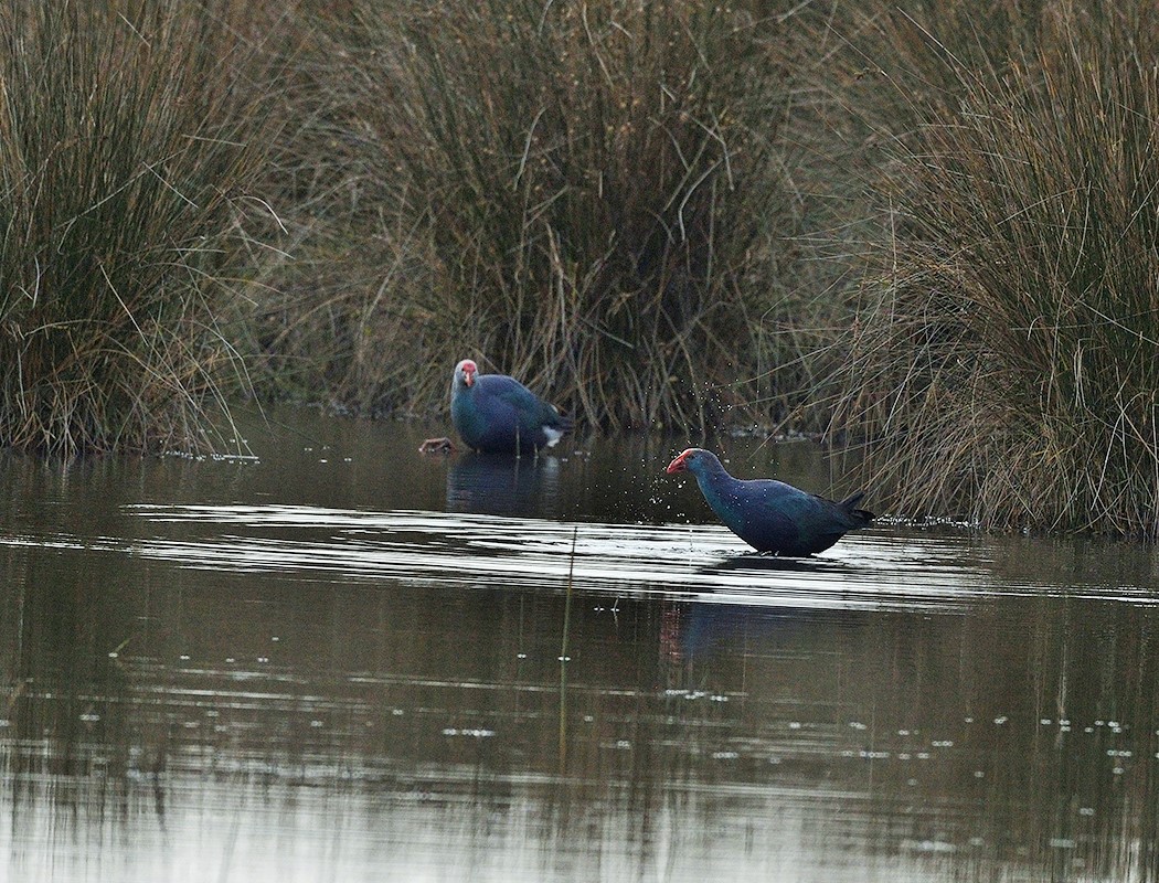 Western Swamphen